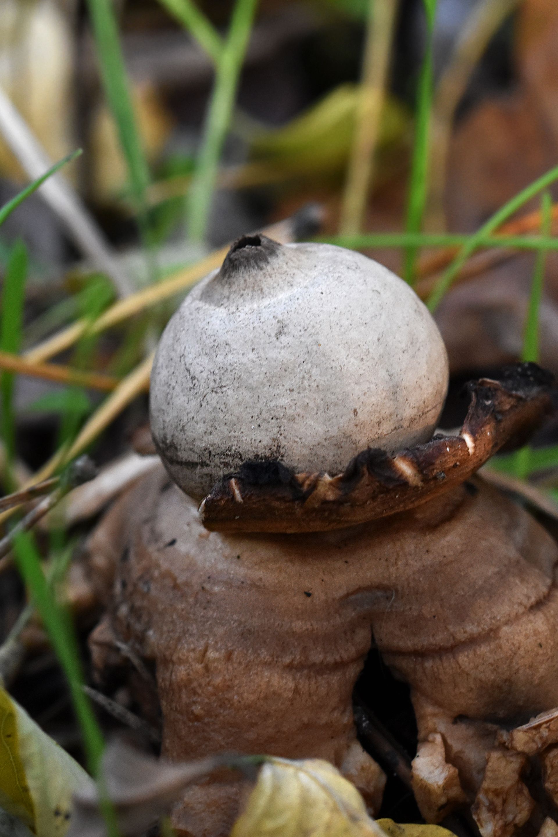 geastrum earthstar mushroom pl 7.jpg