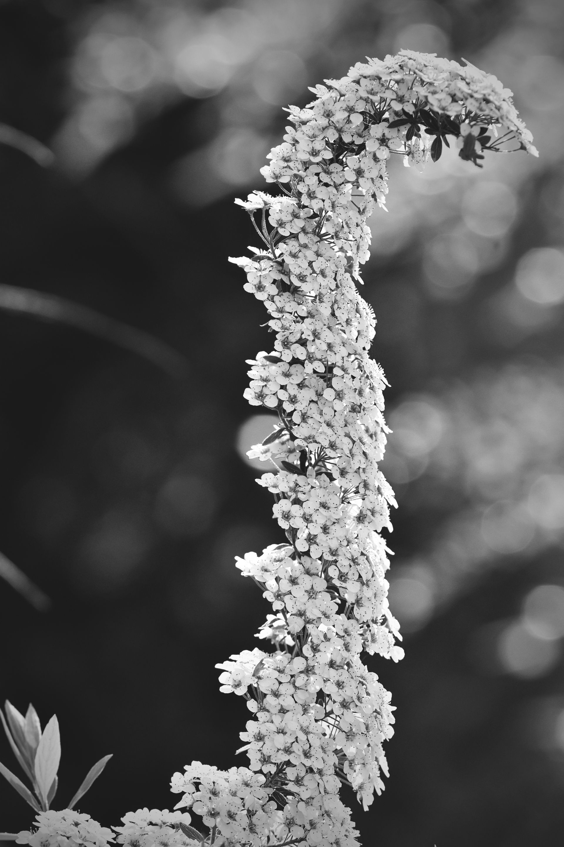 Tawuła Garland spiraea bw 7.jpg