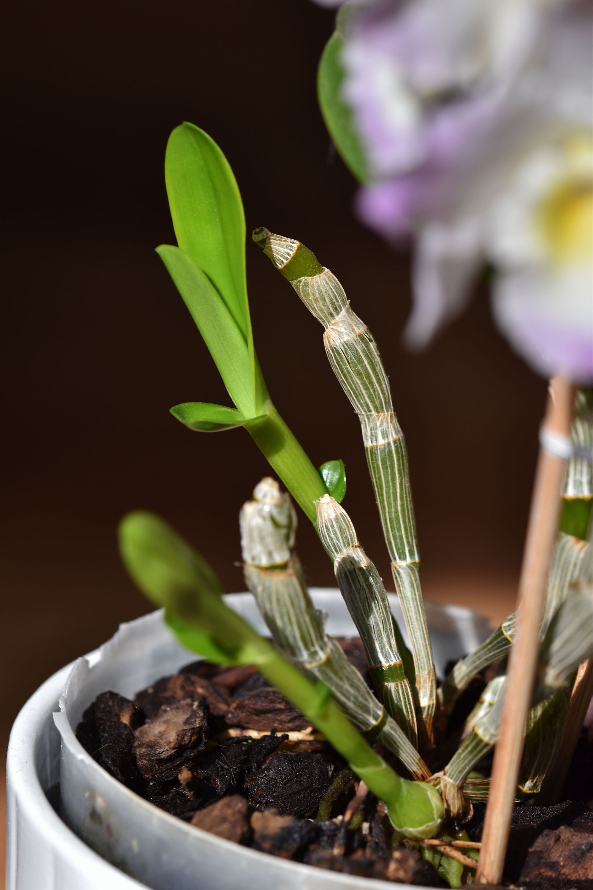 Dendrobium nobile spring dream 2023 4.jpg