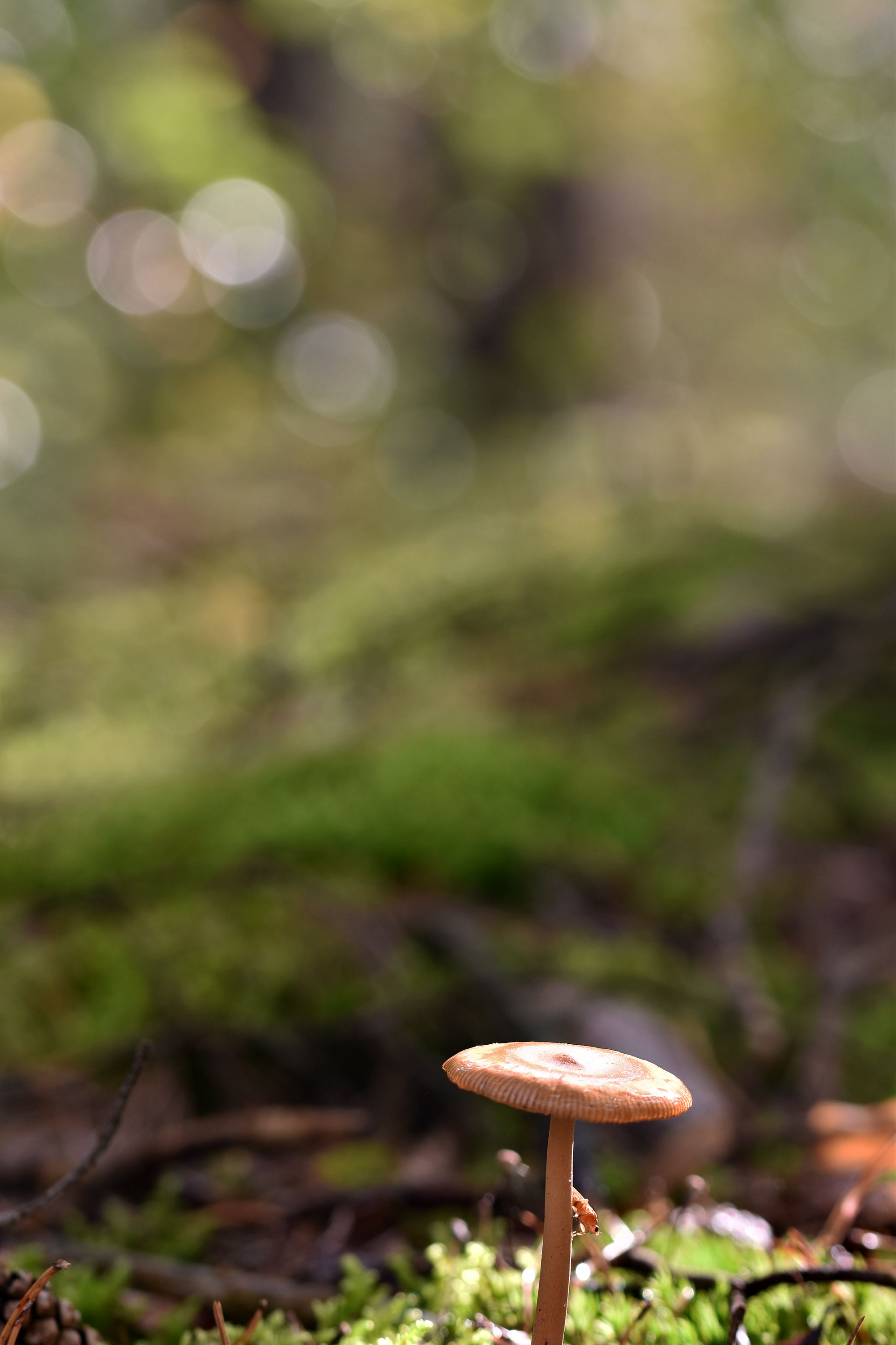 forest bokeh rain pl 6.jpg