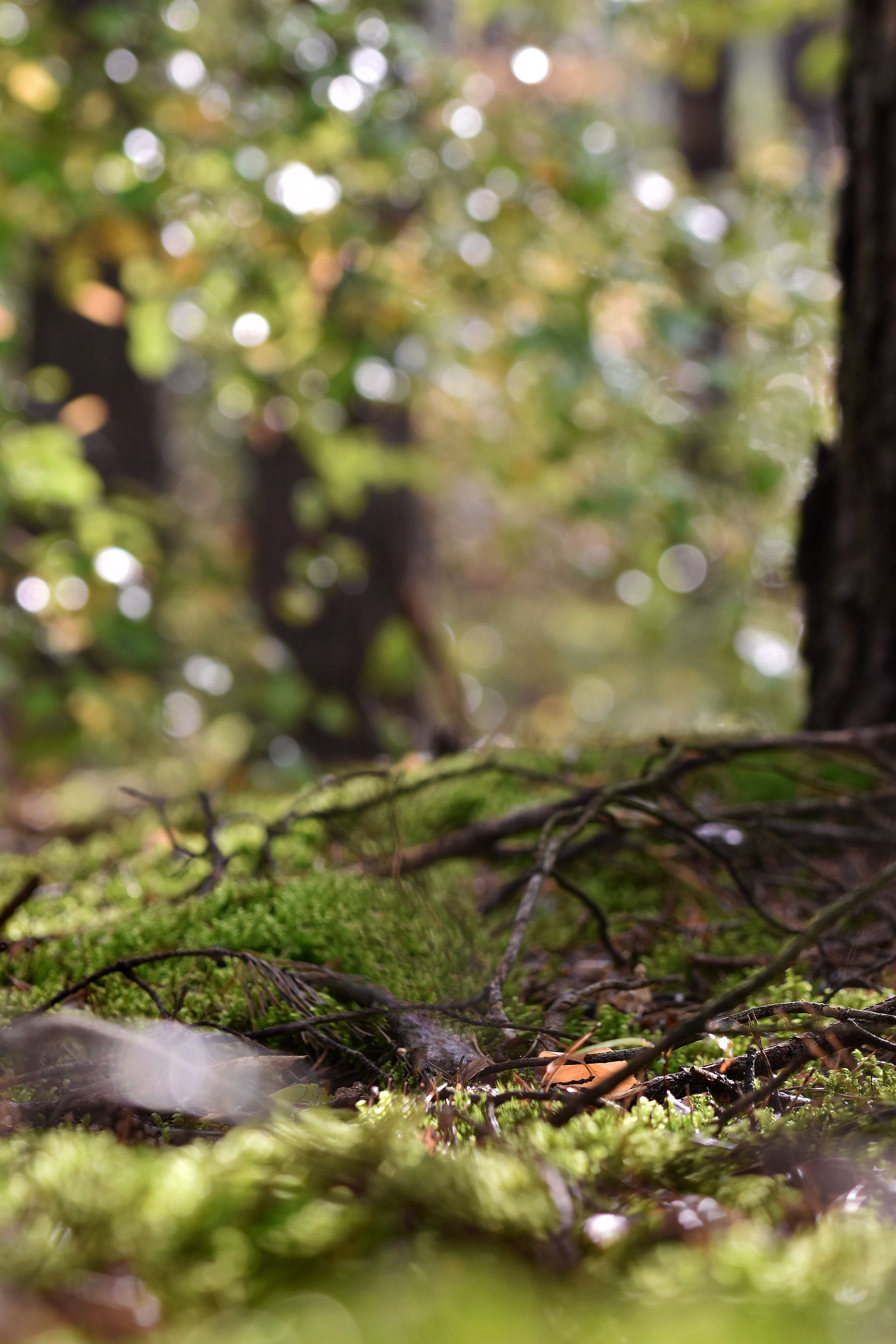 forest bokeh rain pl 8.jpg