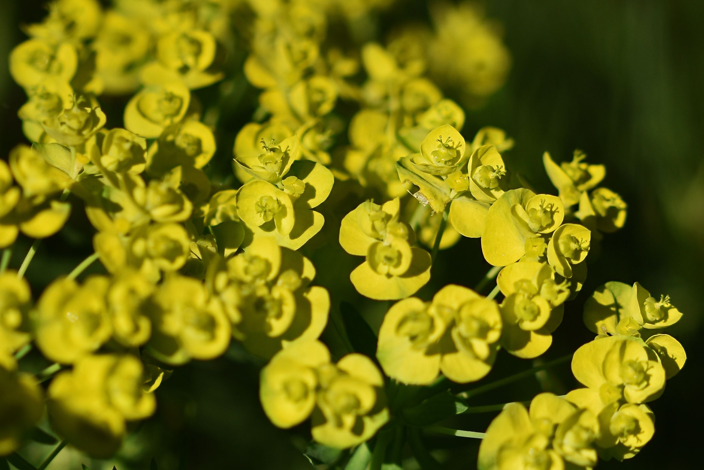 Euphorbia flowers pl 9.jpg