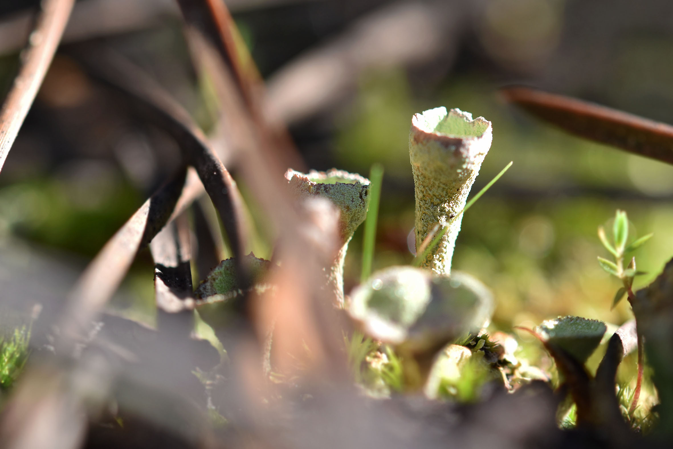 cladonia lichen cups 2.jpg