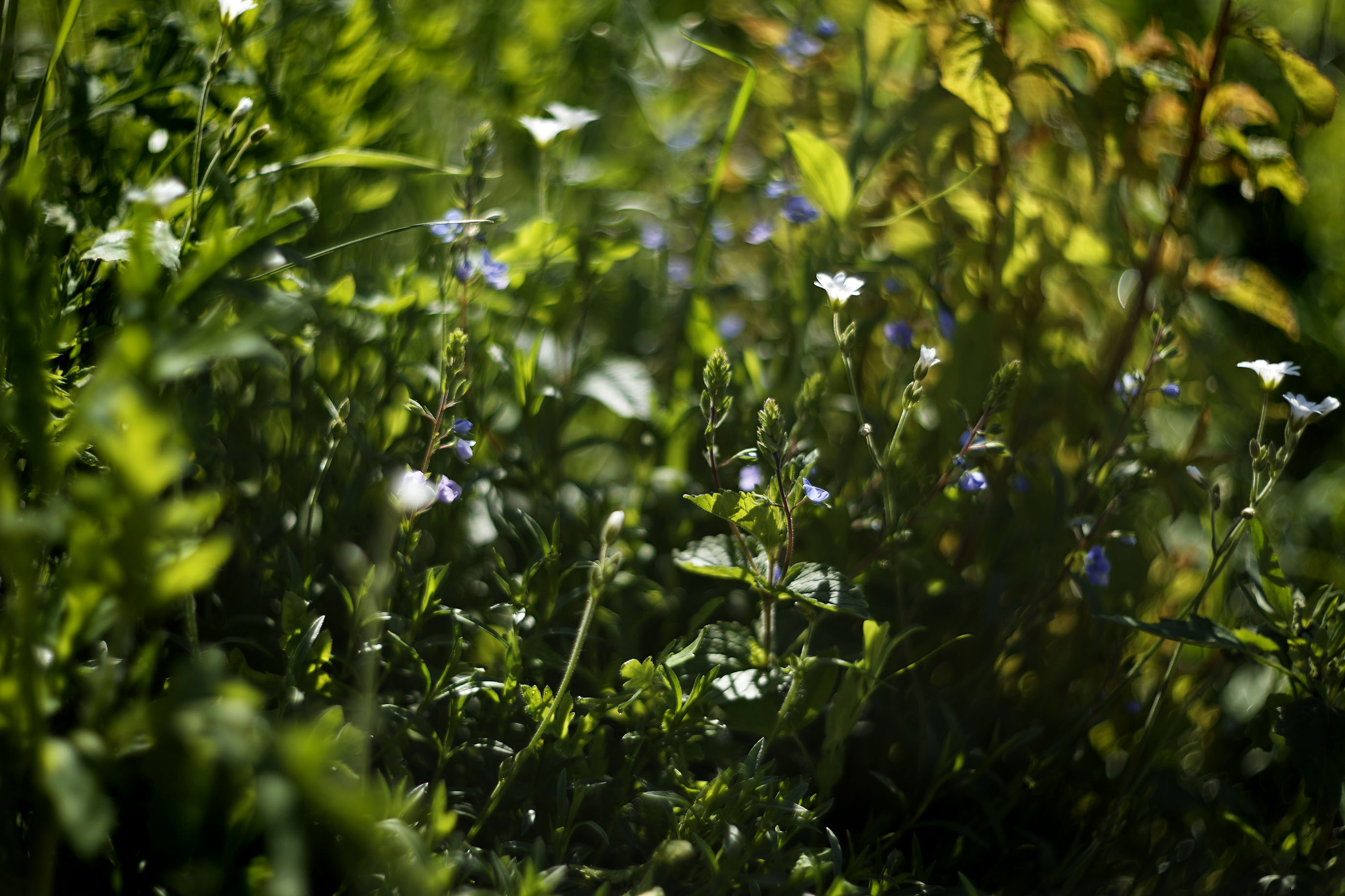wildflowers lawn helios 1.jpg