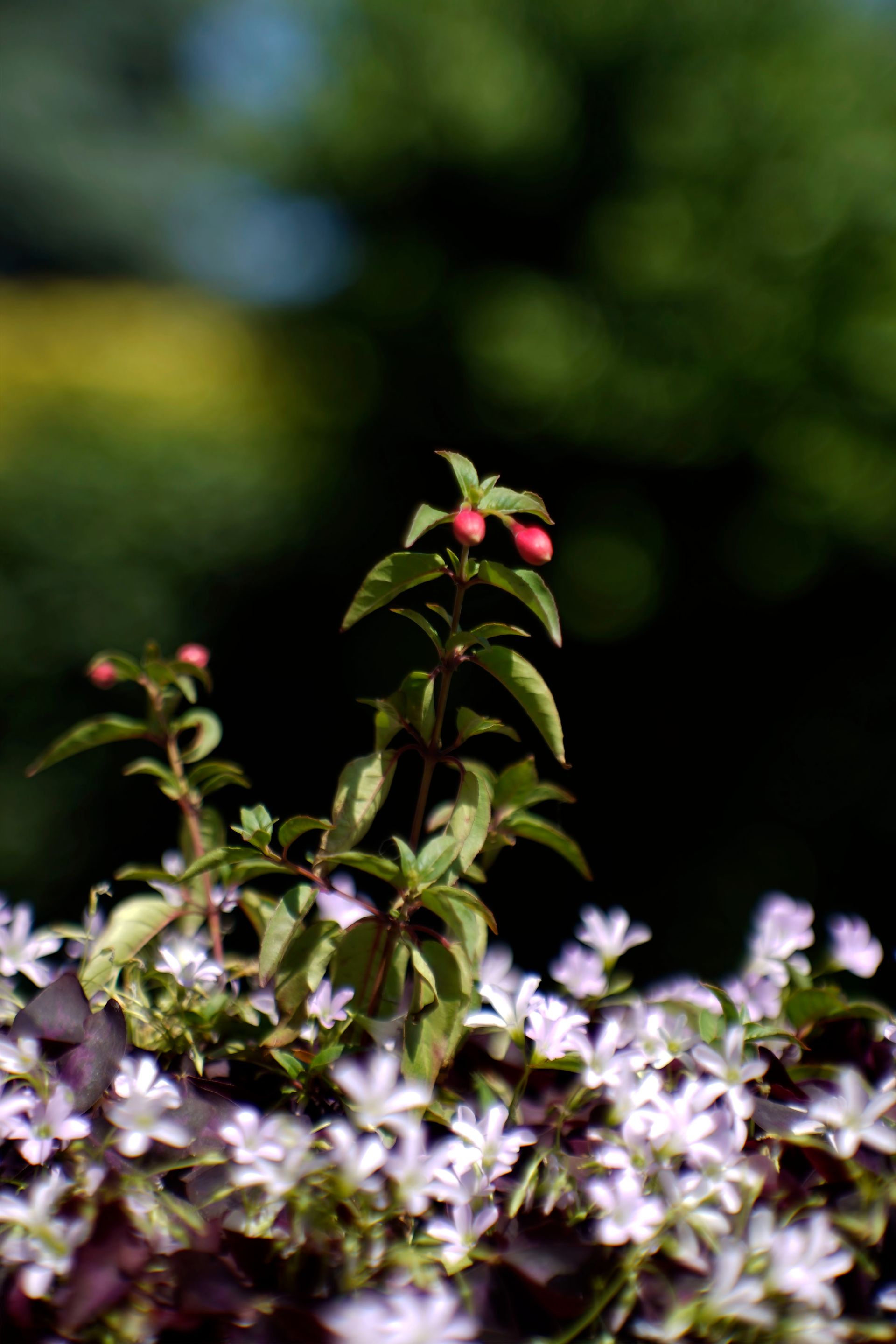 oxalis fuchsia 1.jpg