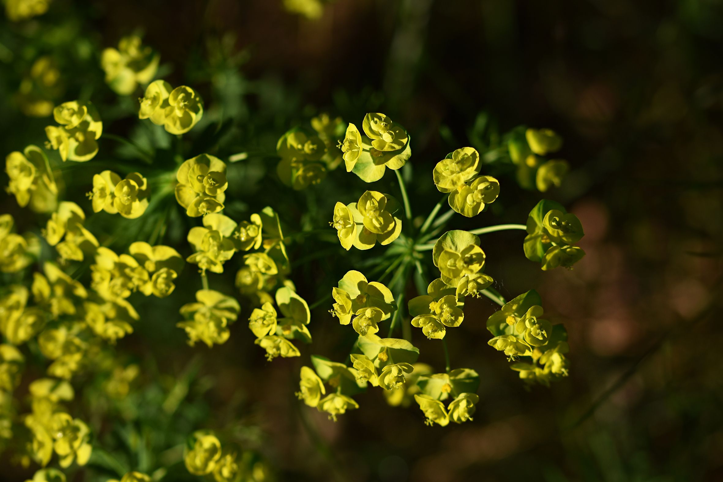 Euphorbia flowers pl 8.jpg