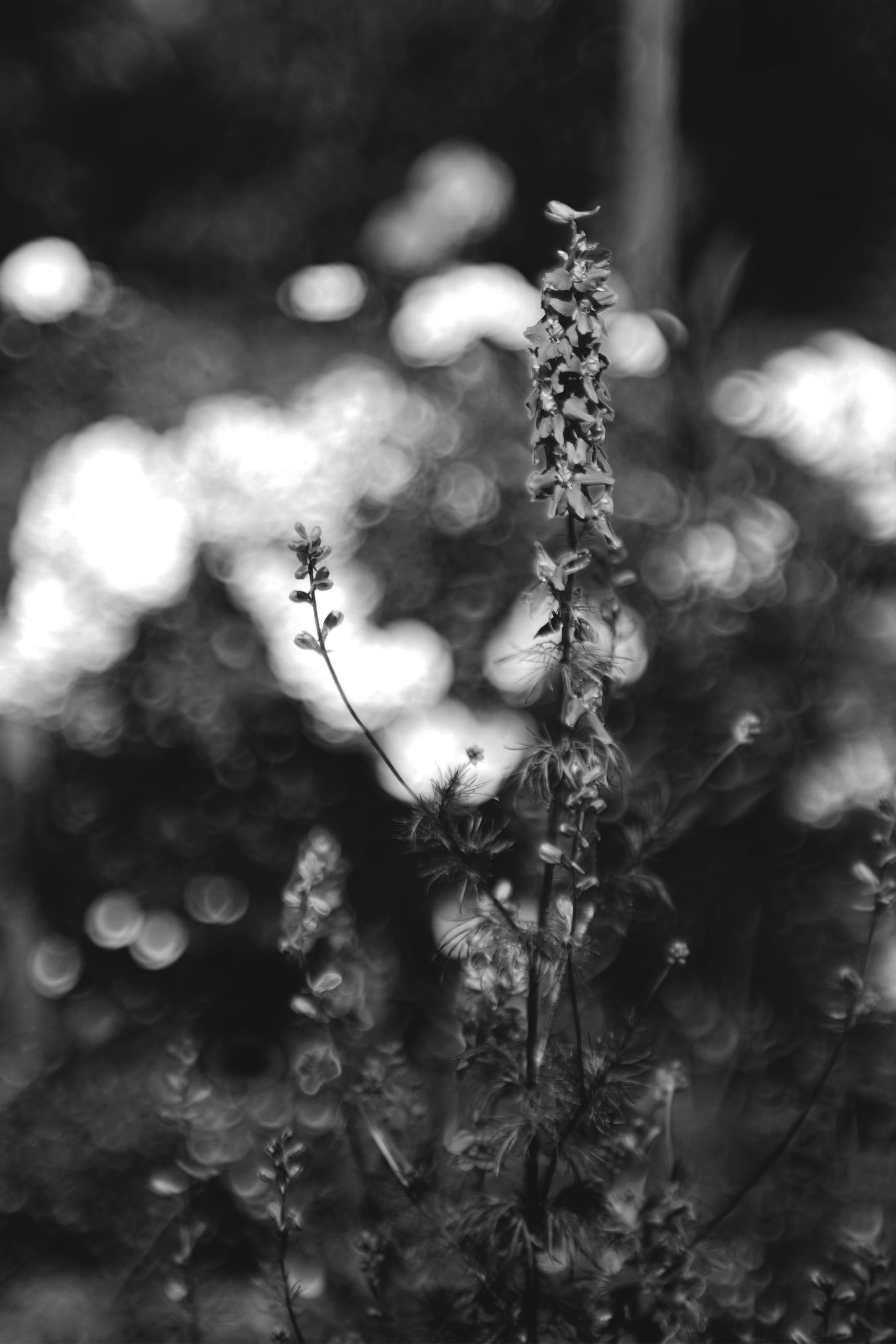 larskpur bokeh jupier 9 bw.jpg