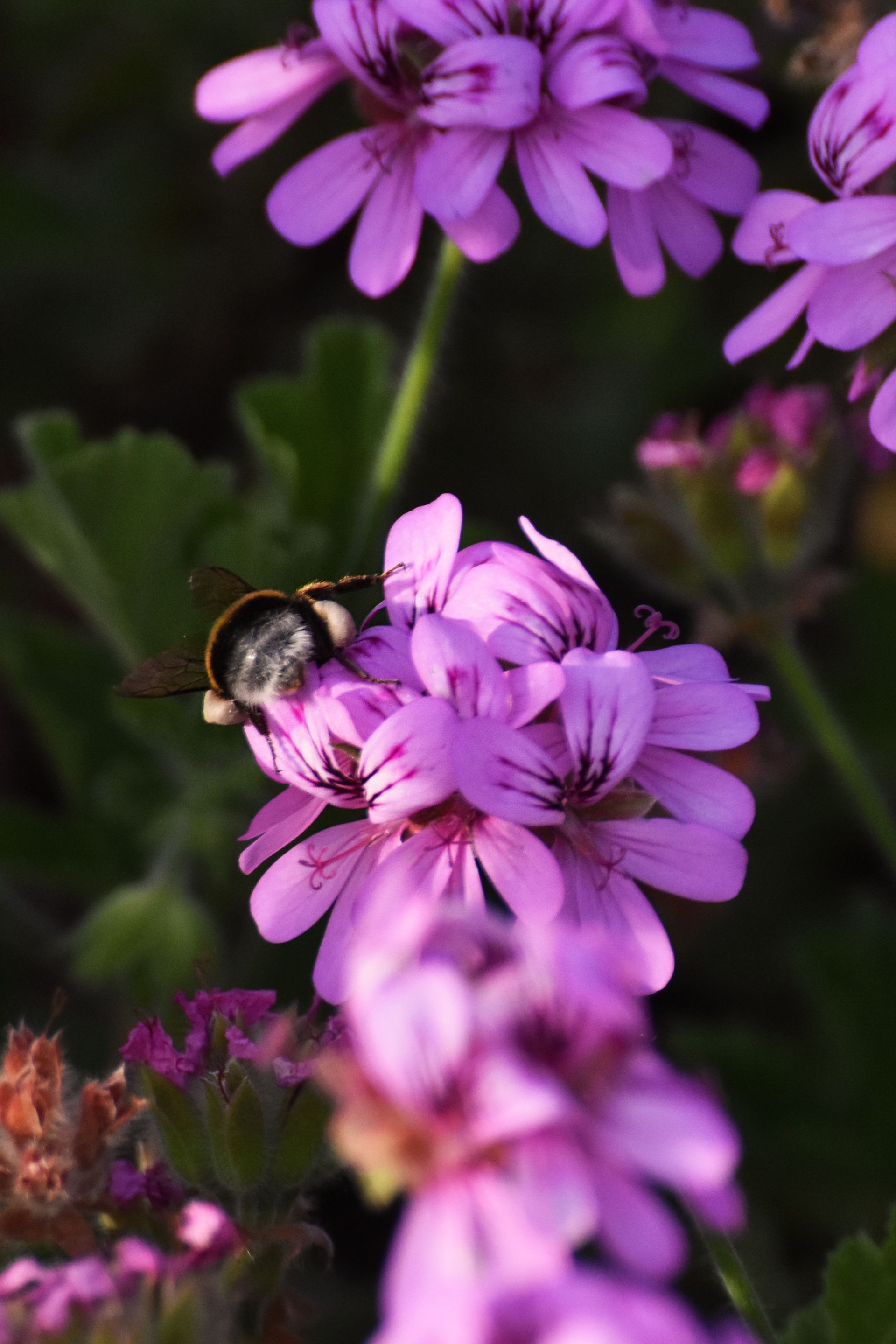Bumblebee pelargonium 8.jpg