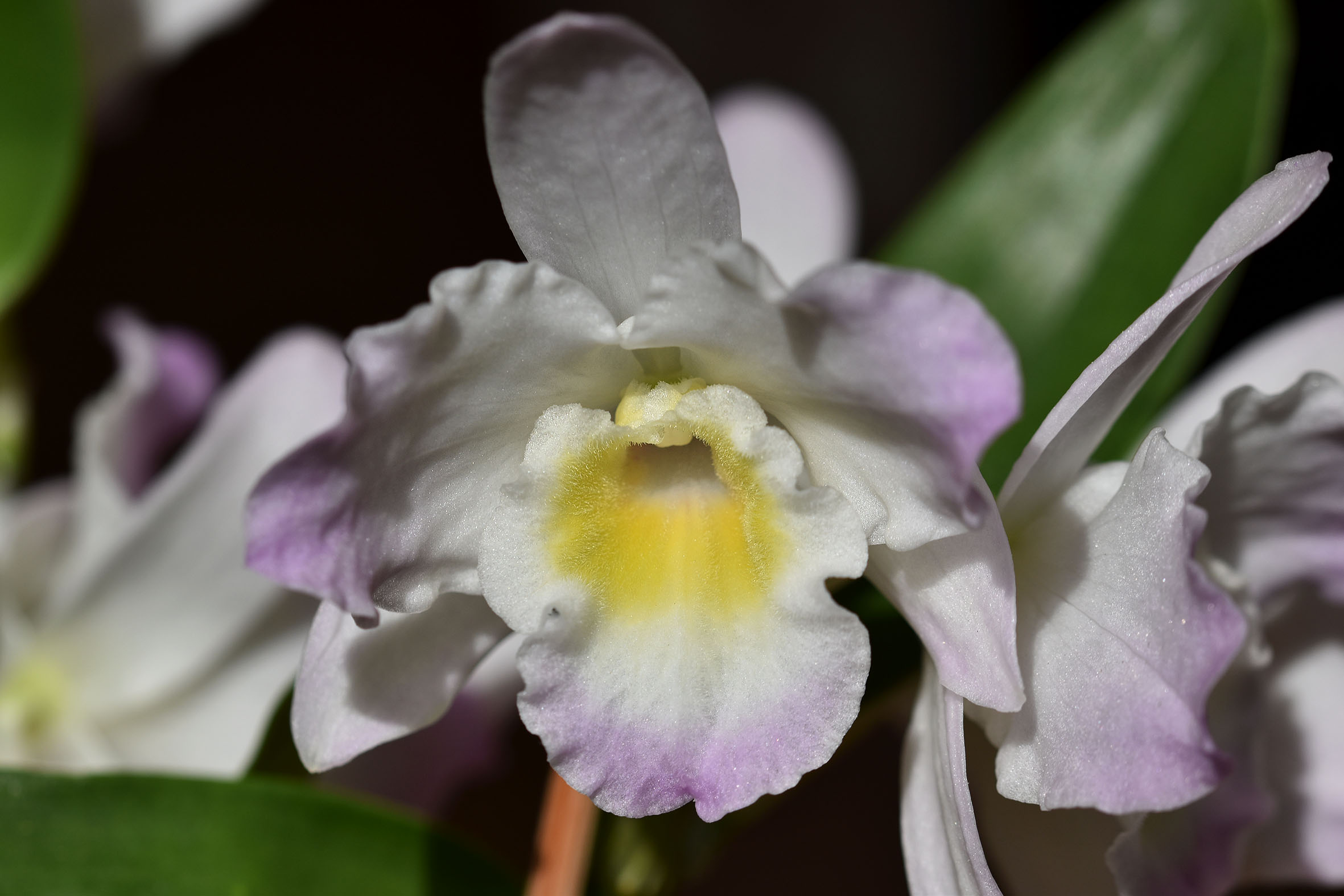 Dendrobium nobile spring dream 2023 3.jpg