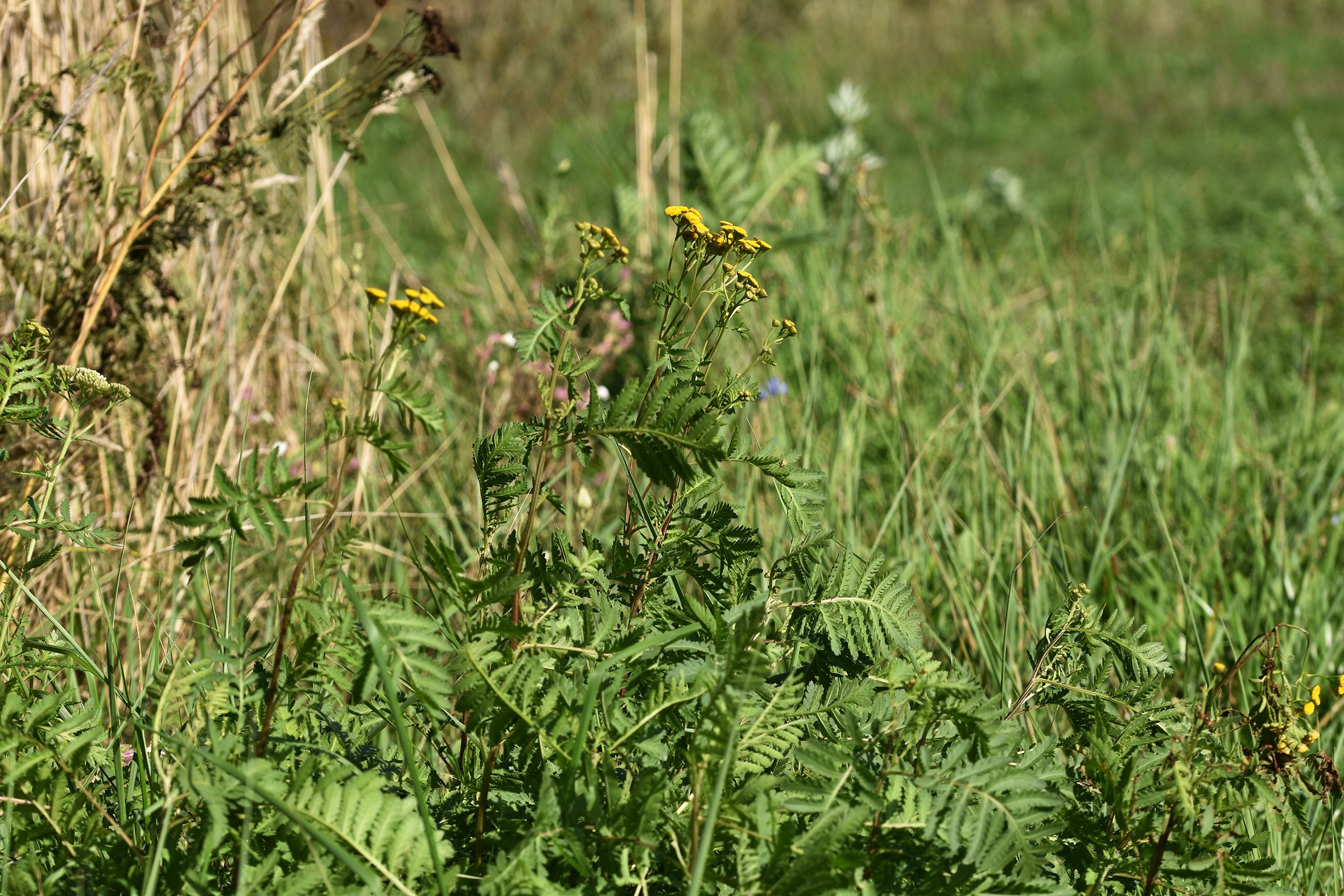 Tanacetum vulgare yellow wilflower pl 10.jpg