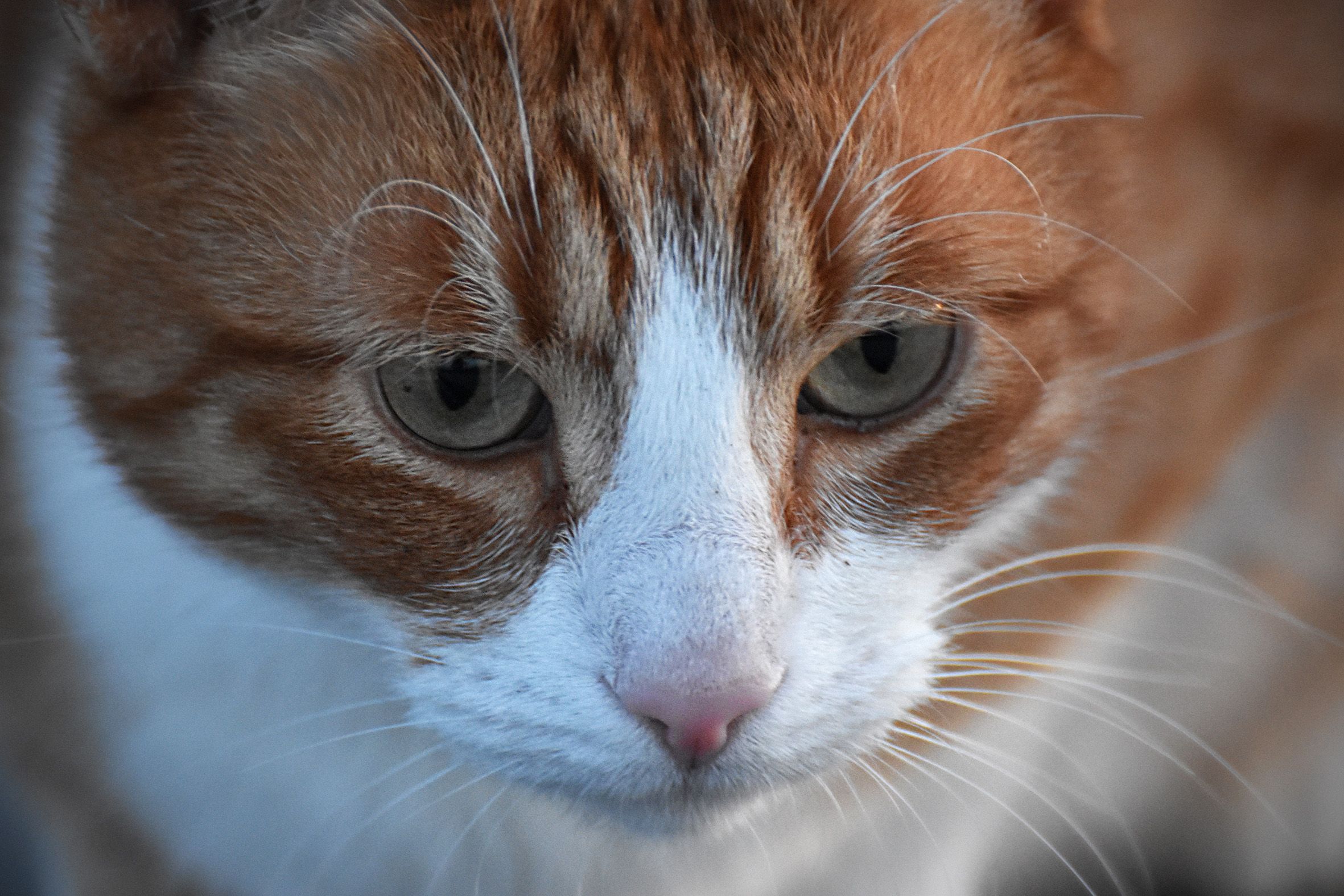ginger cat tracks 13.jpg
