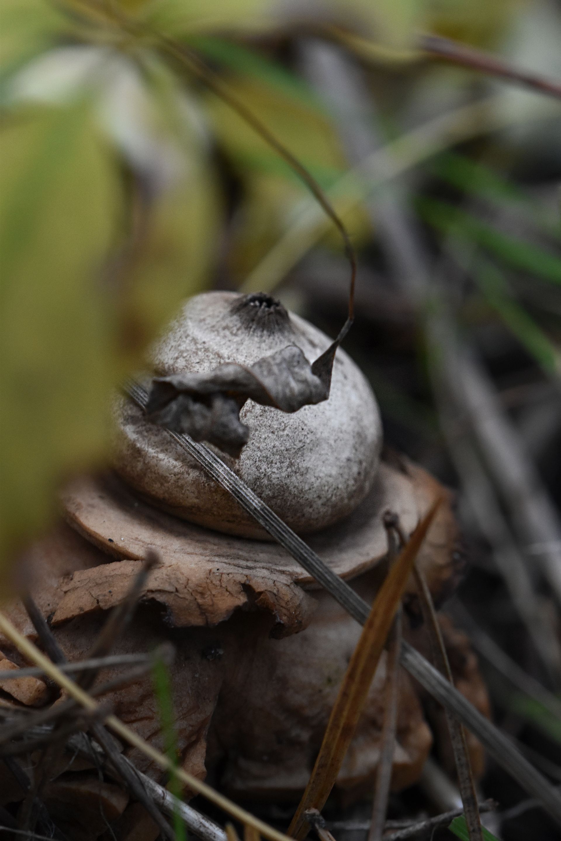 geastrum earthstar mushroom pl 1.jpg