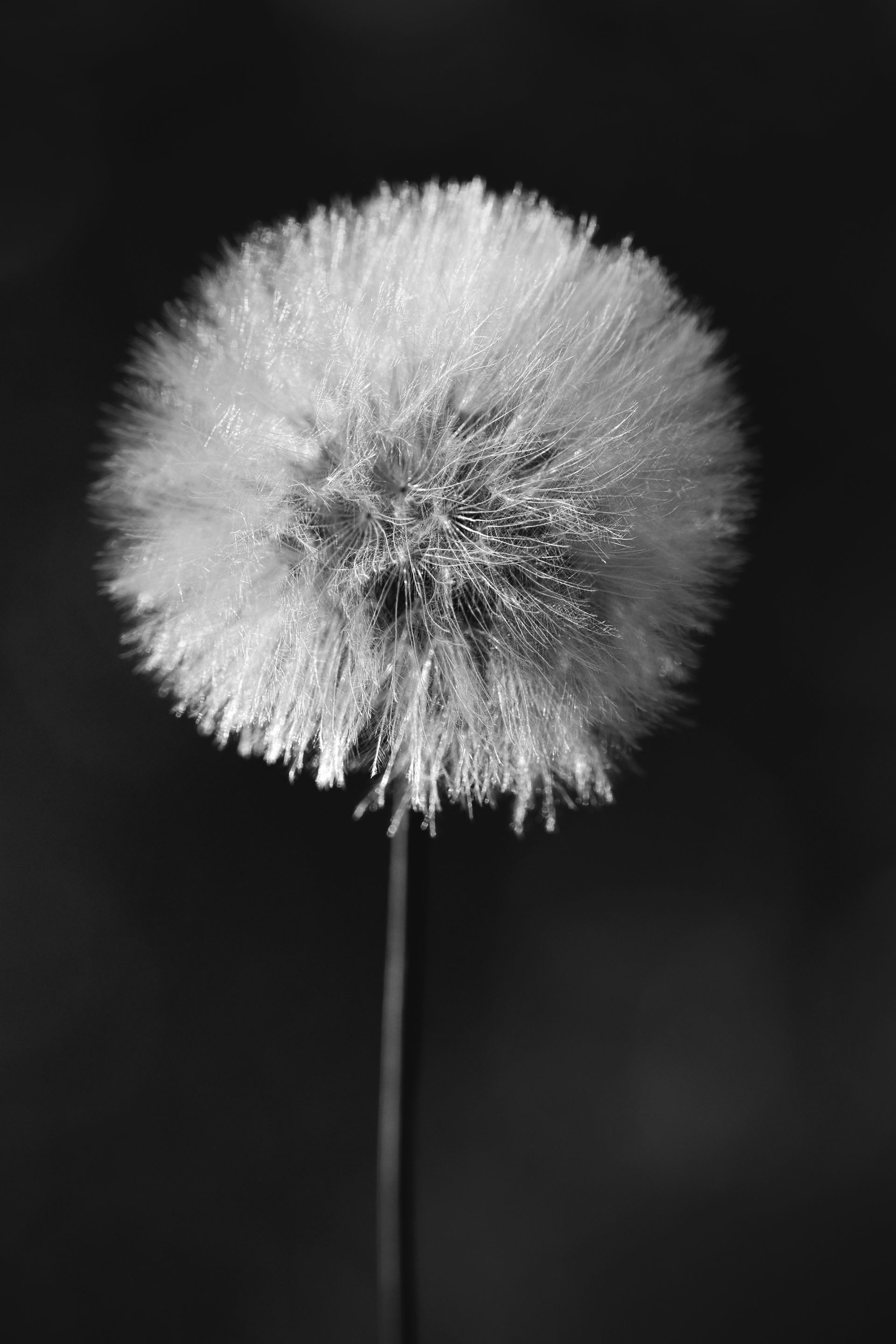 fluffy seeds bw 8.jpg