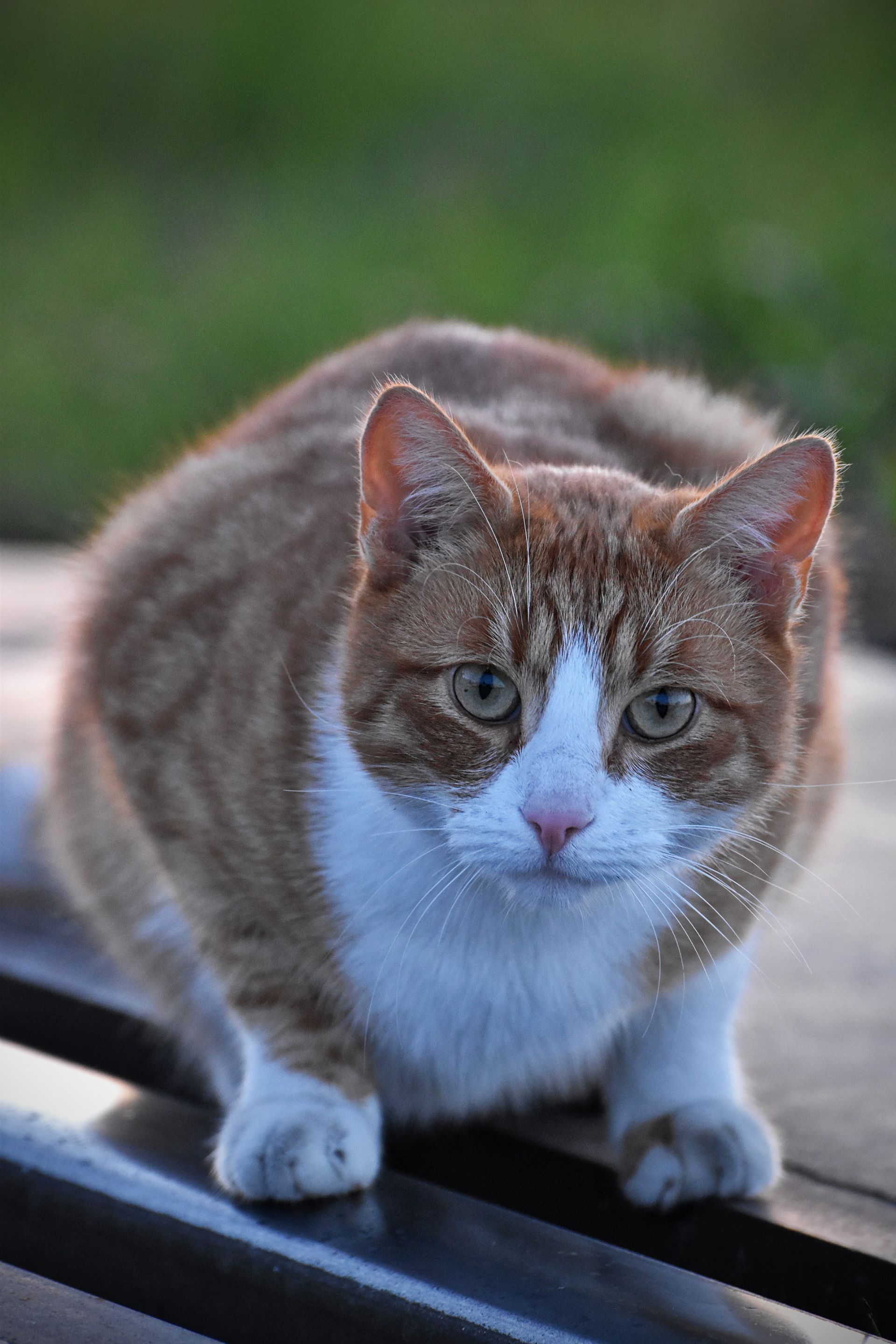 ginger cat tracks 11.jpg