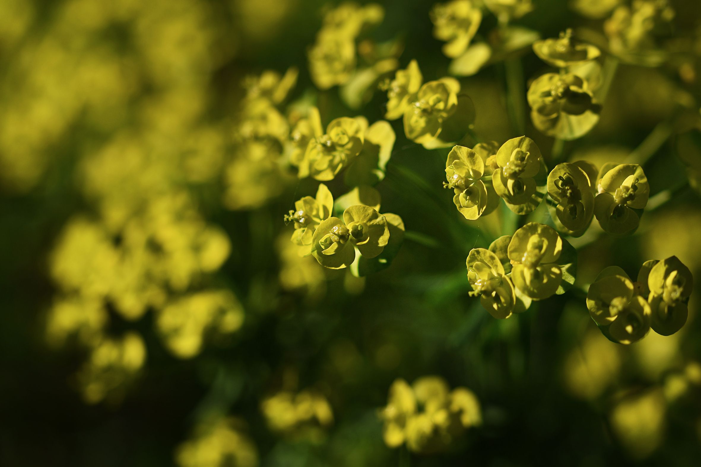 Euphorbia flowers pl 6.jpg