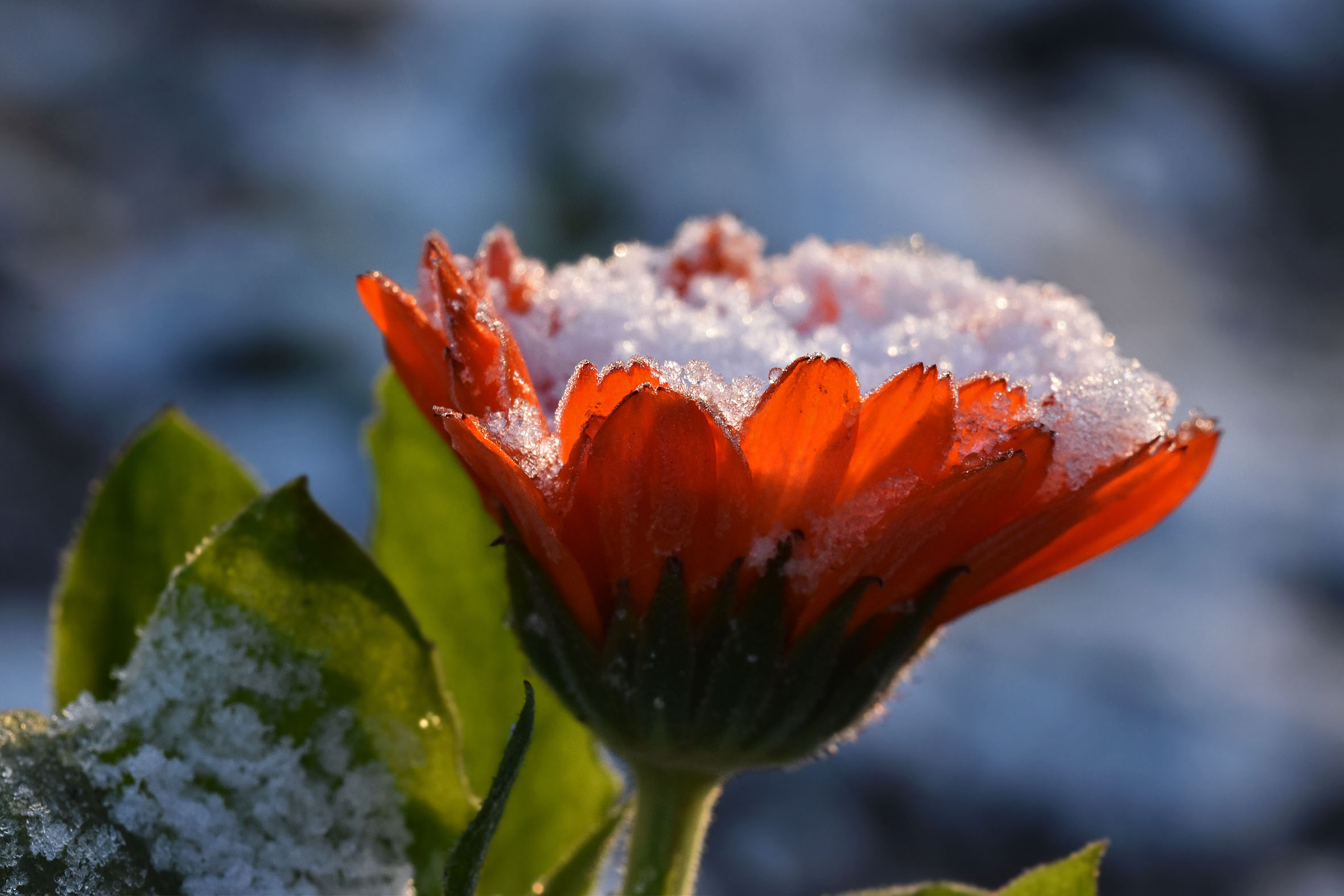 Calendula winter snow 1.jpg