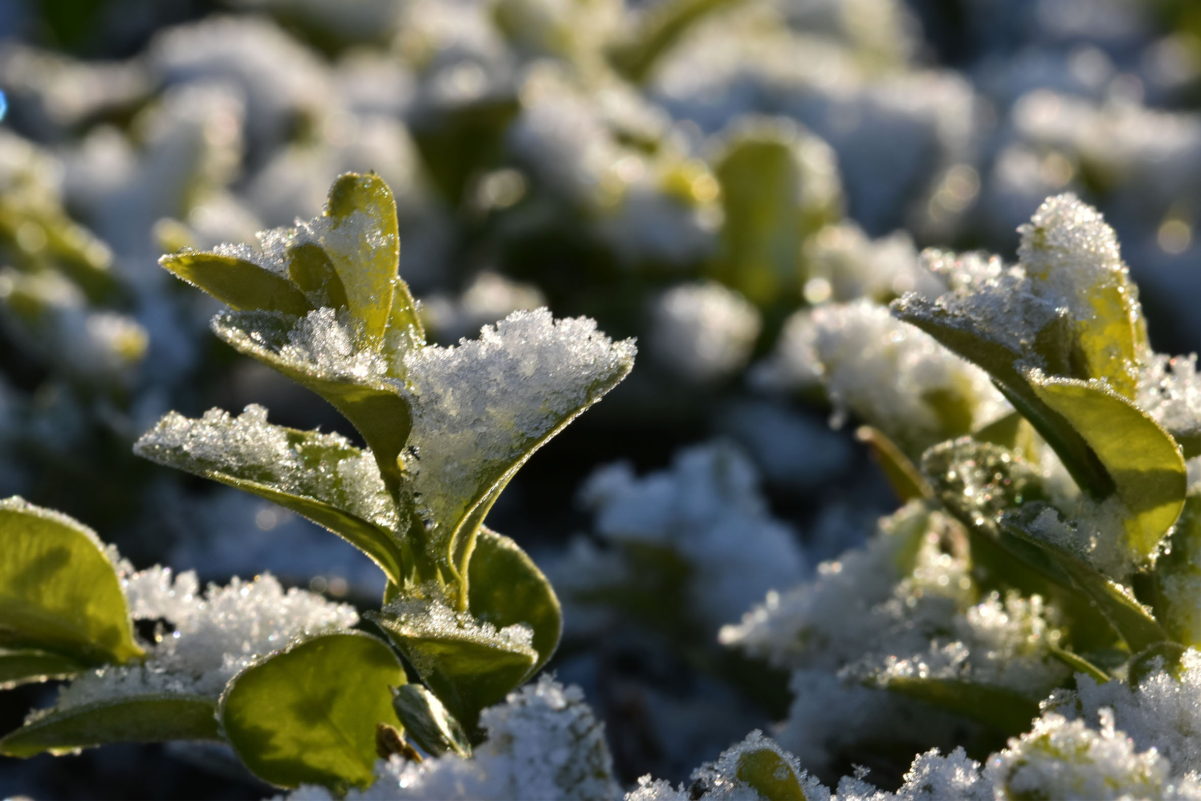 boxwood winter snow 1.jpg