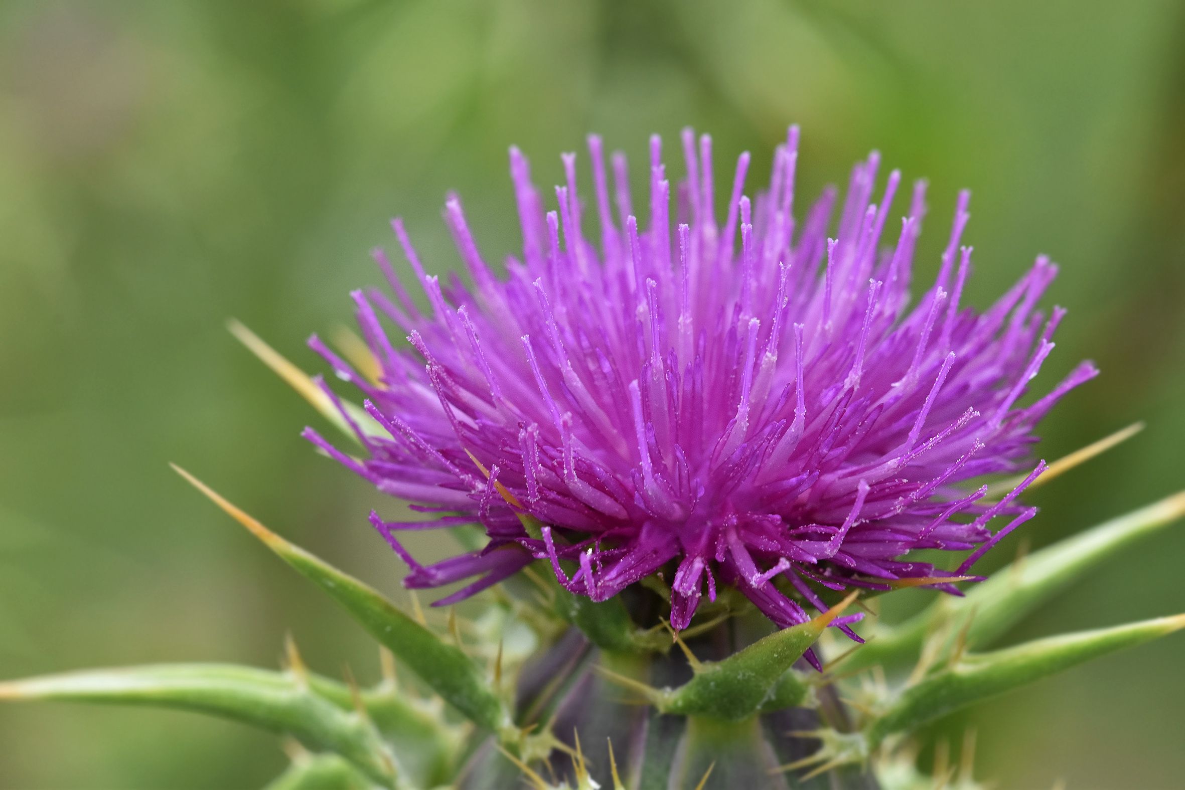 Silybum marianum milk thistle purple 2.jpg