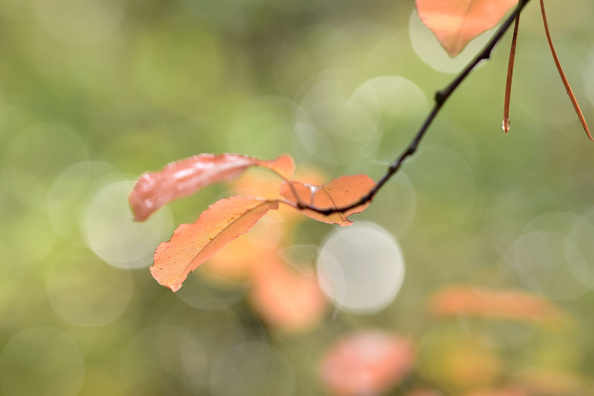forest bokeh rain pl 9.jpg