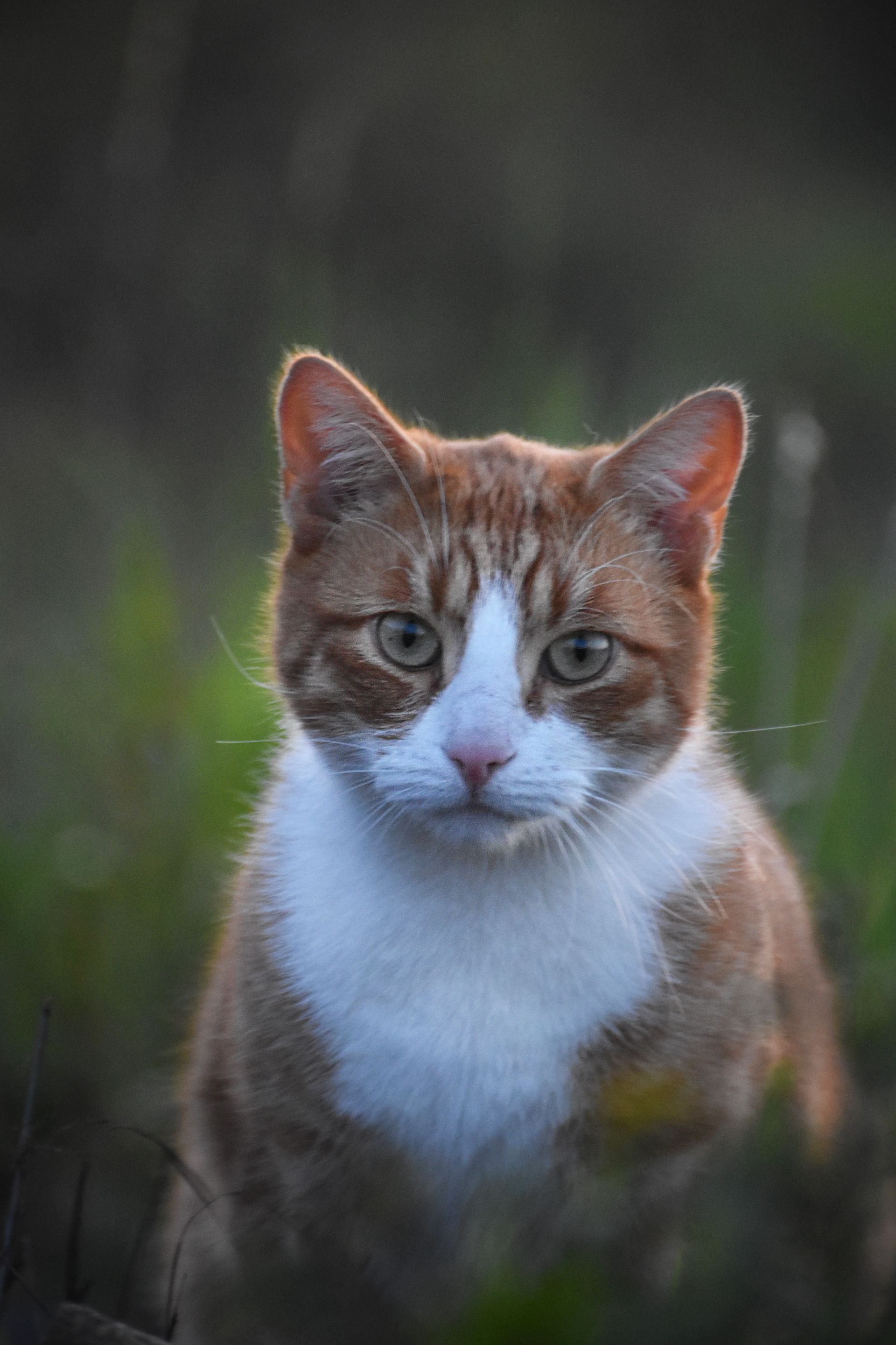 ginger cat tracks 7.jpg