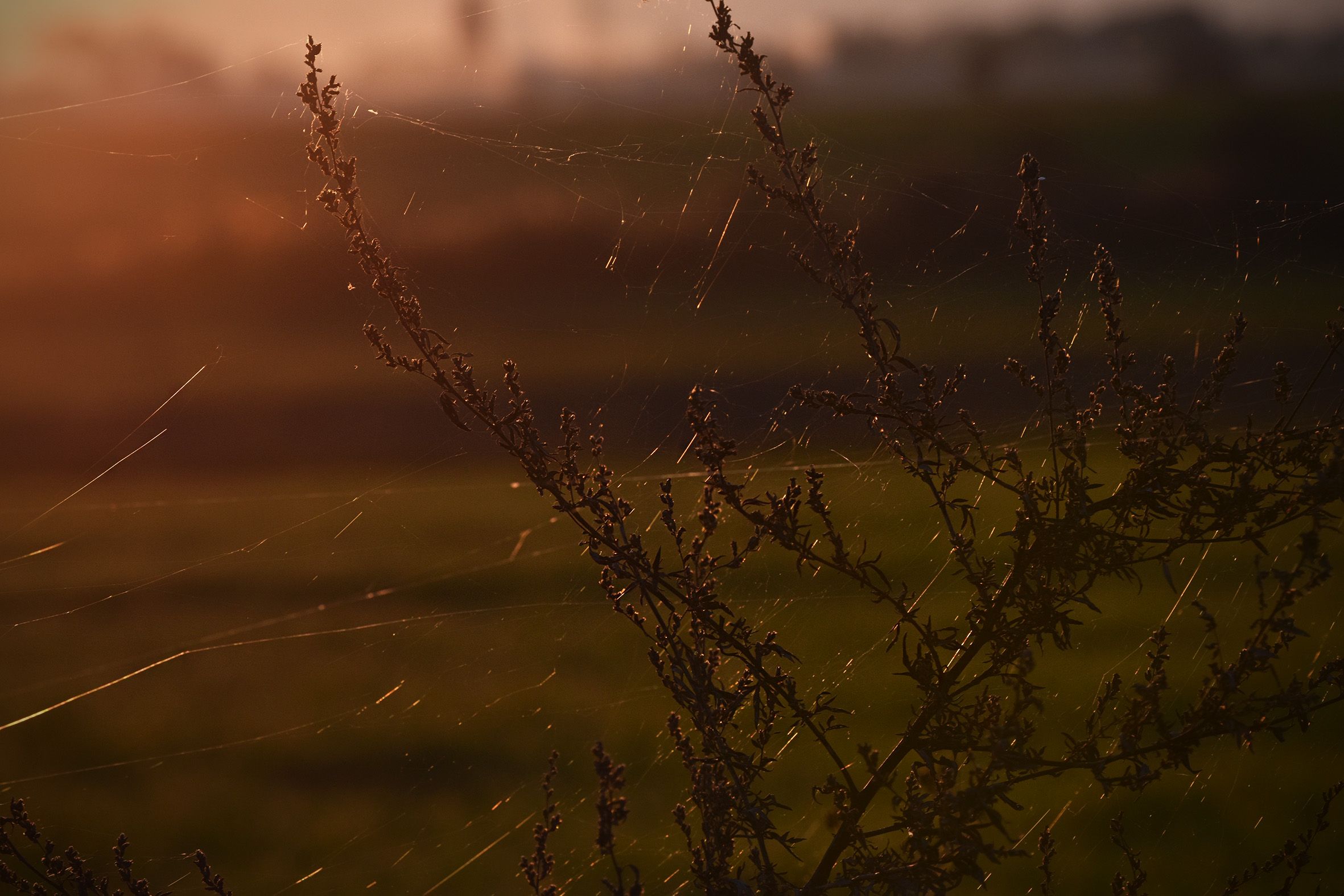 sunset autumn webs 5.jpg