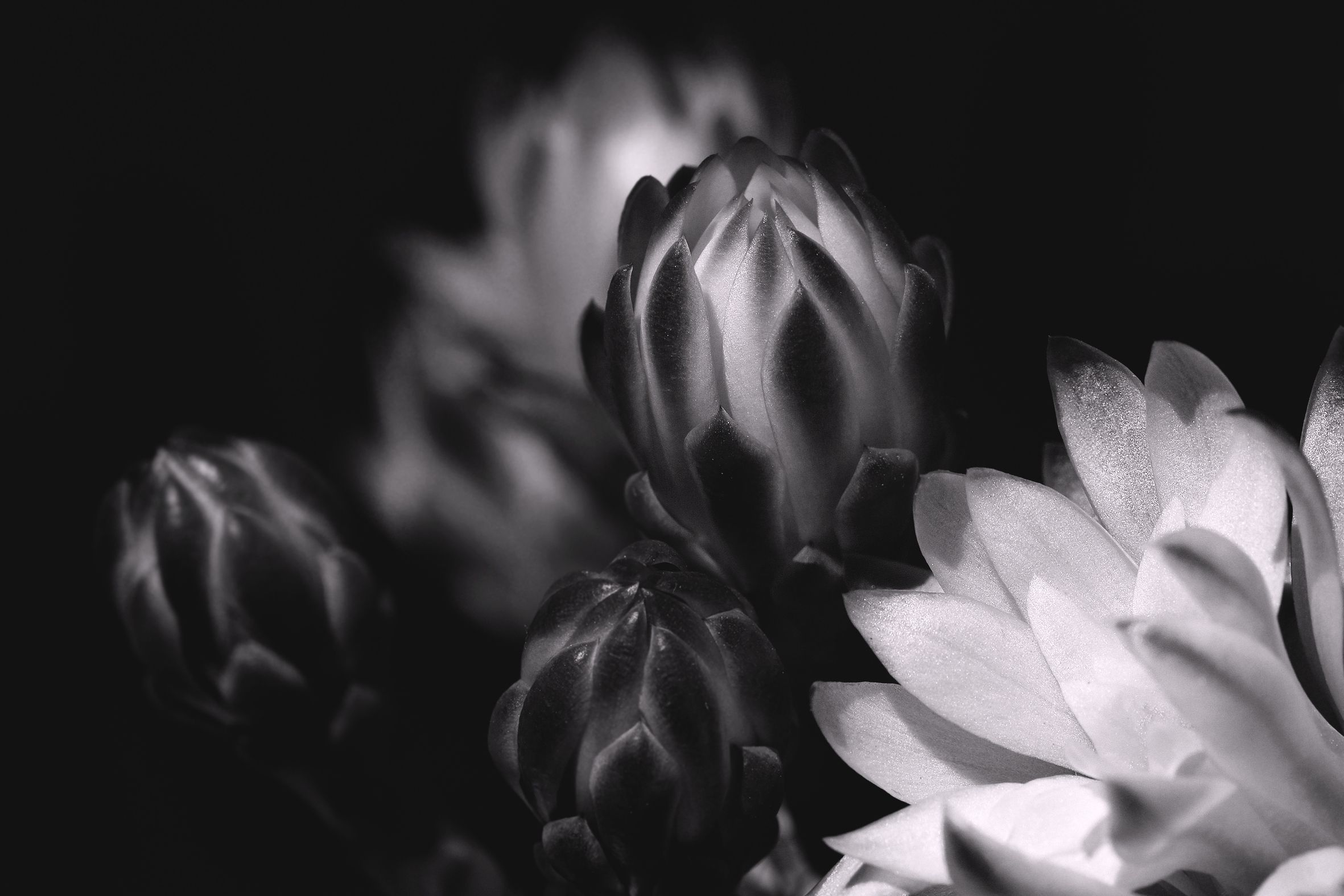 gymnocalycium mihanovichii 2021 bw 5.jpg