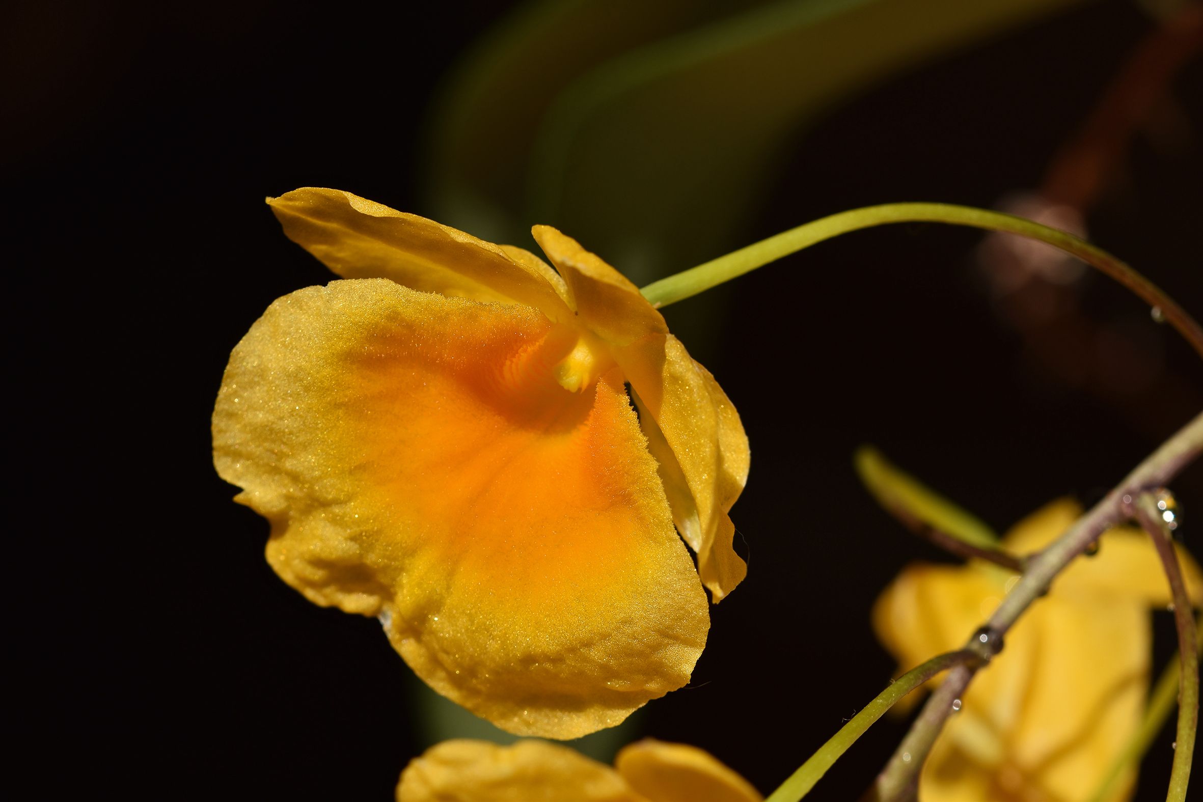Dendrobium jenkinsii x aggregatum flower 2022 7.jpg