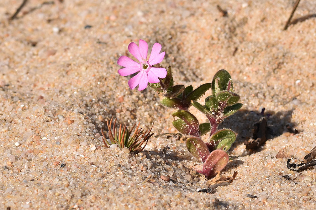 beach plant 2.jpg