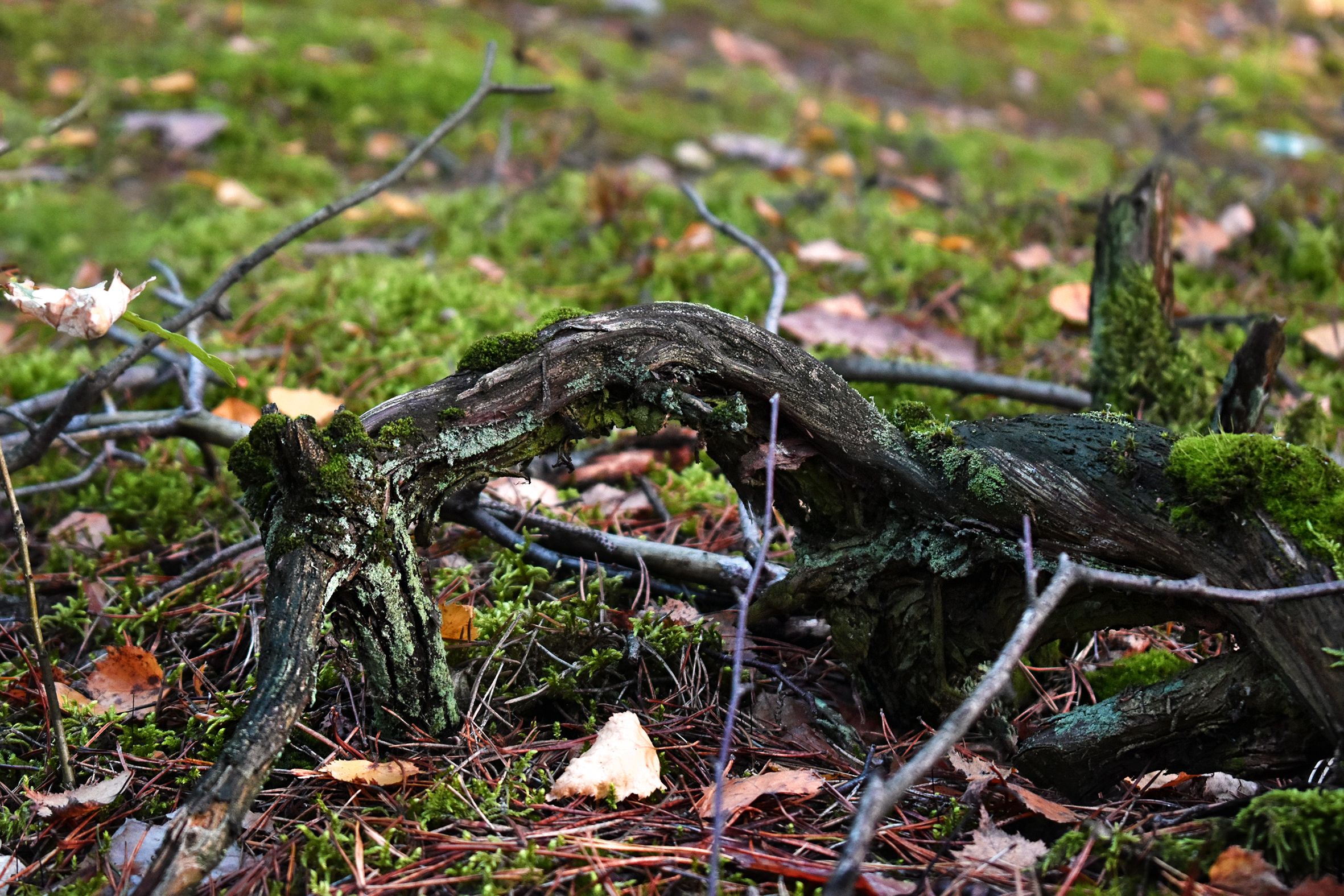dead wood forest pl 2.jpg