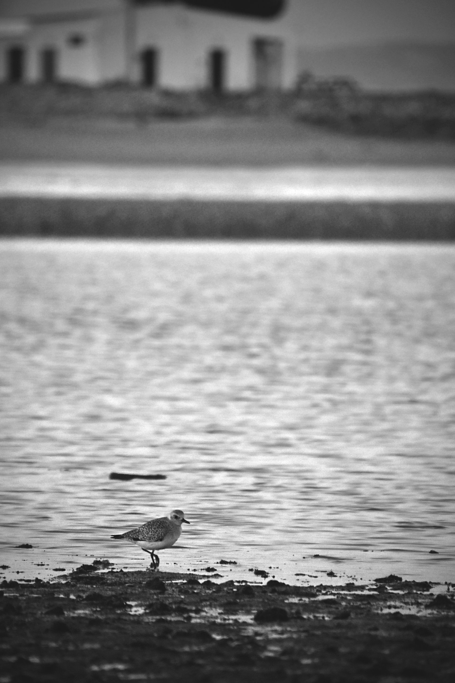 Ruddy turnstone beach bw 6.jpg