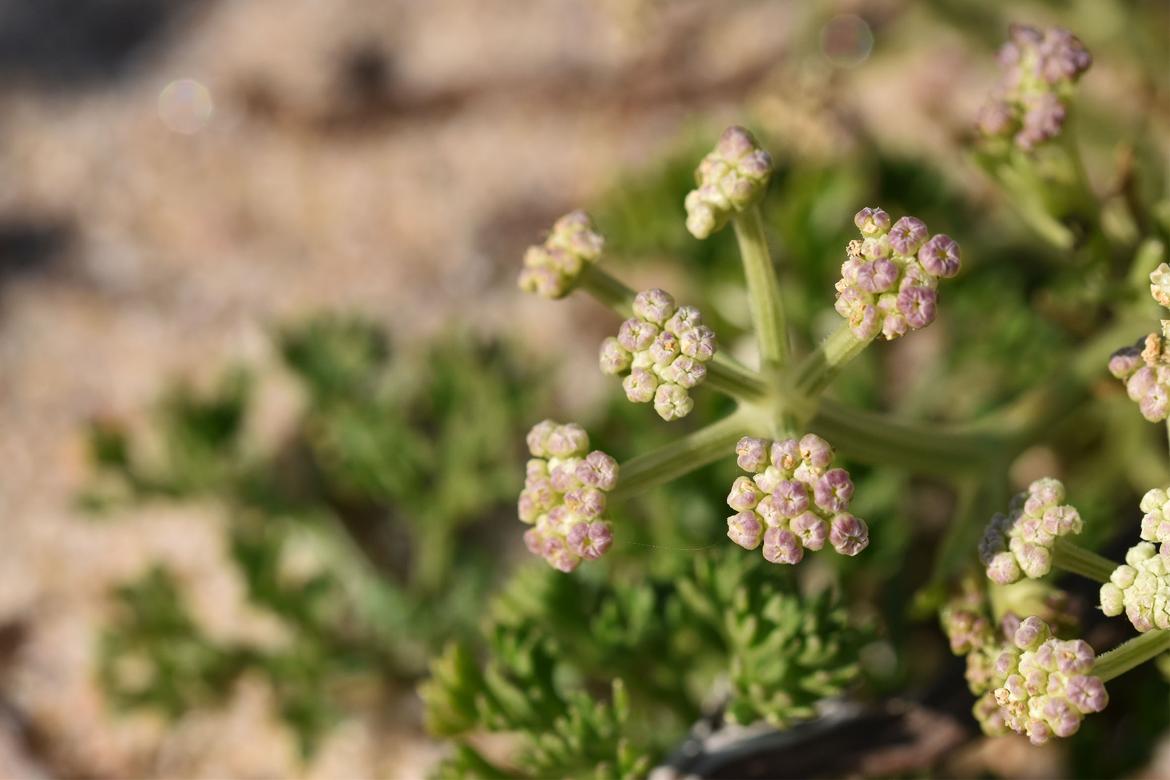 beach plant 1.jpg