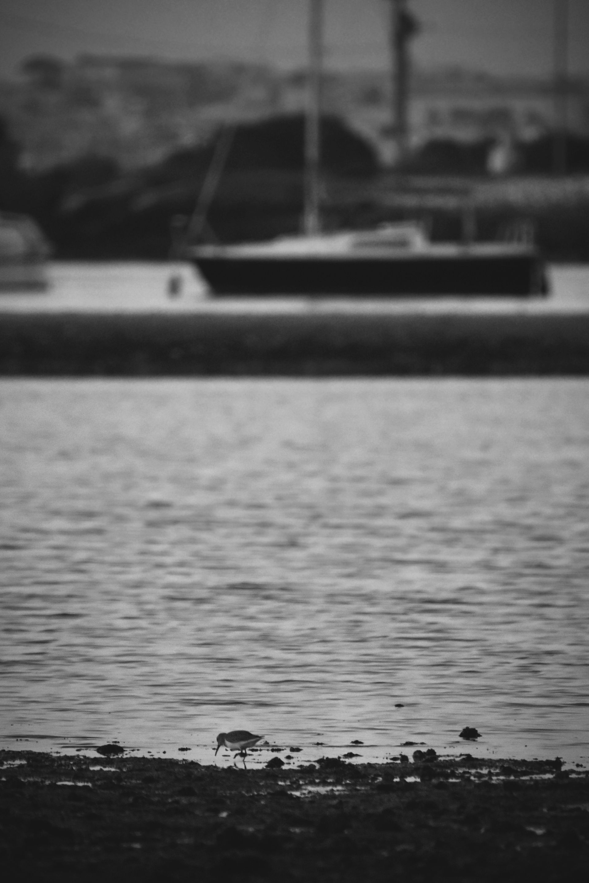 Ruddy turnstone beach bw 7.jpg