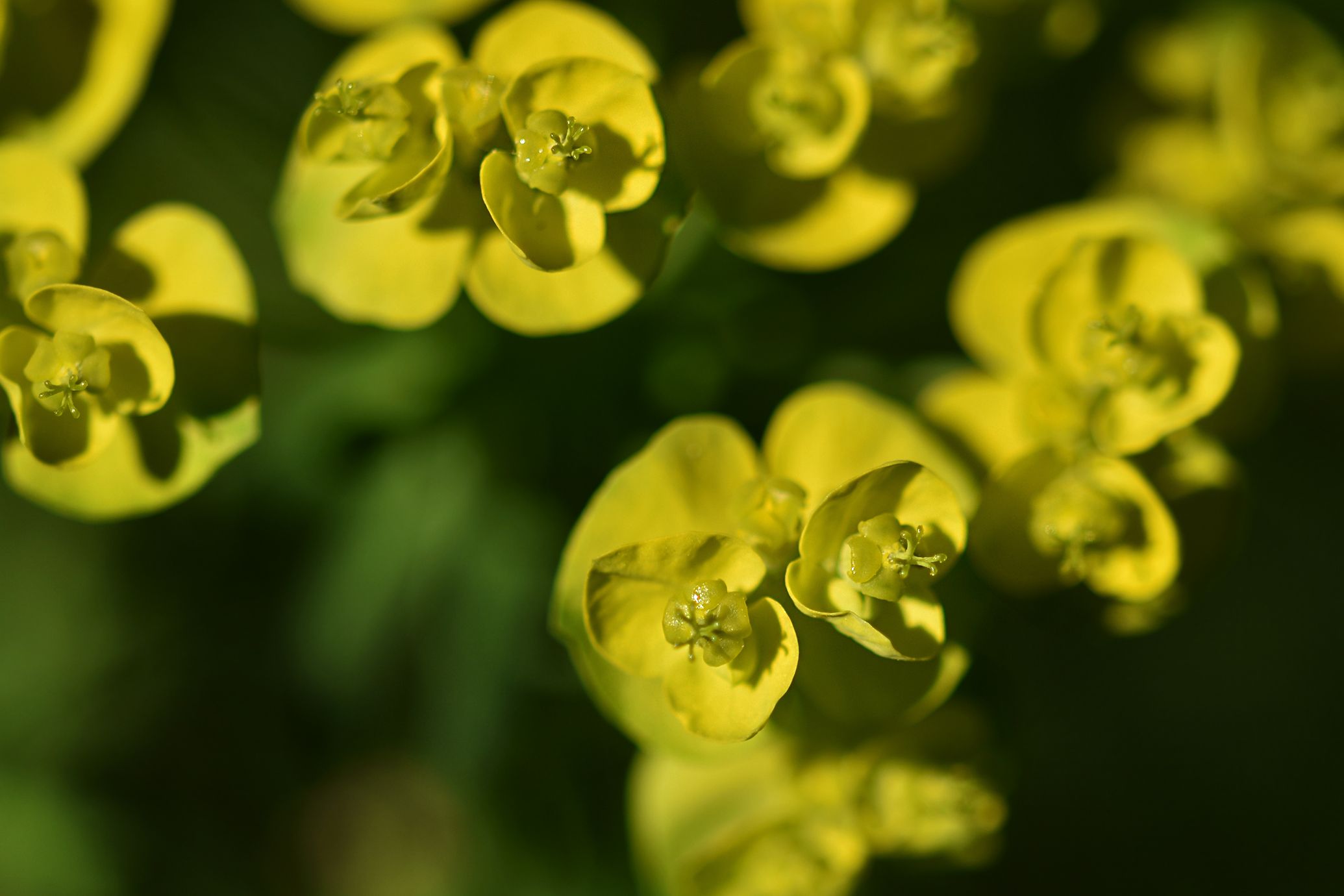 Euphorbia flowers pl 13.jpg
