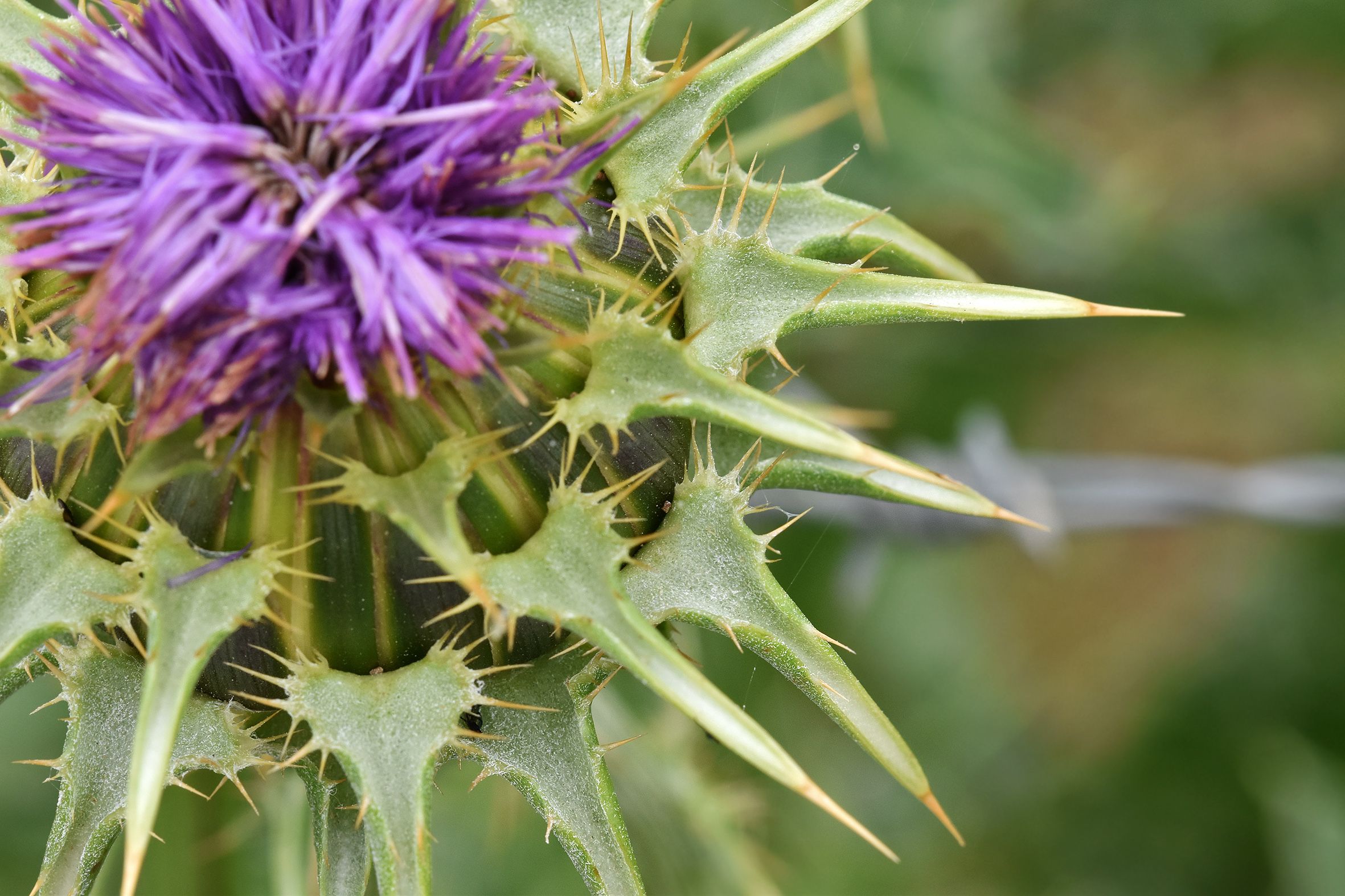 Silybum marianum milk thistle purple 6.jpg