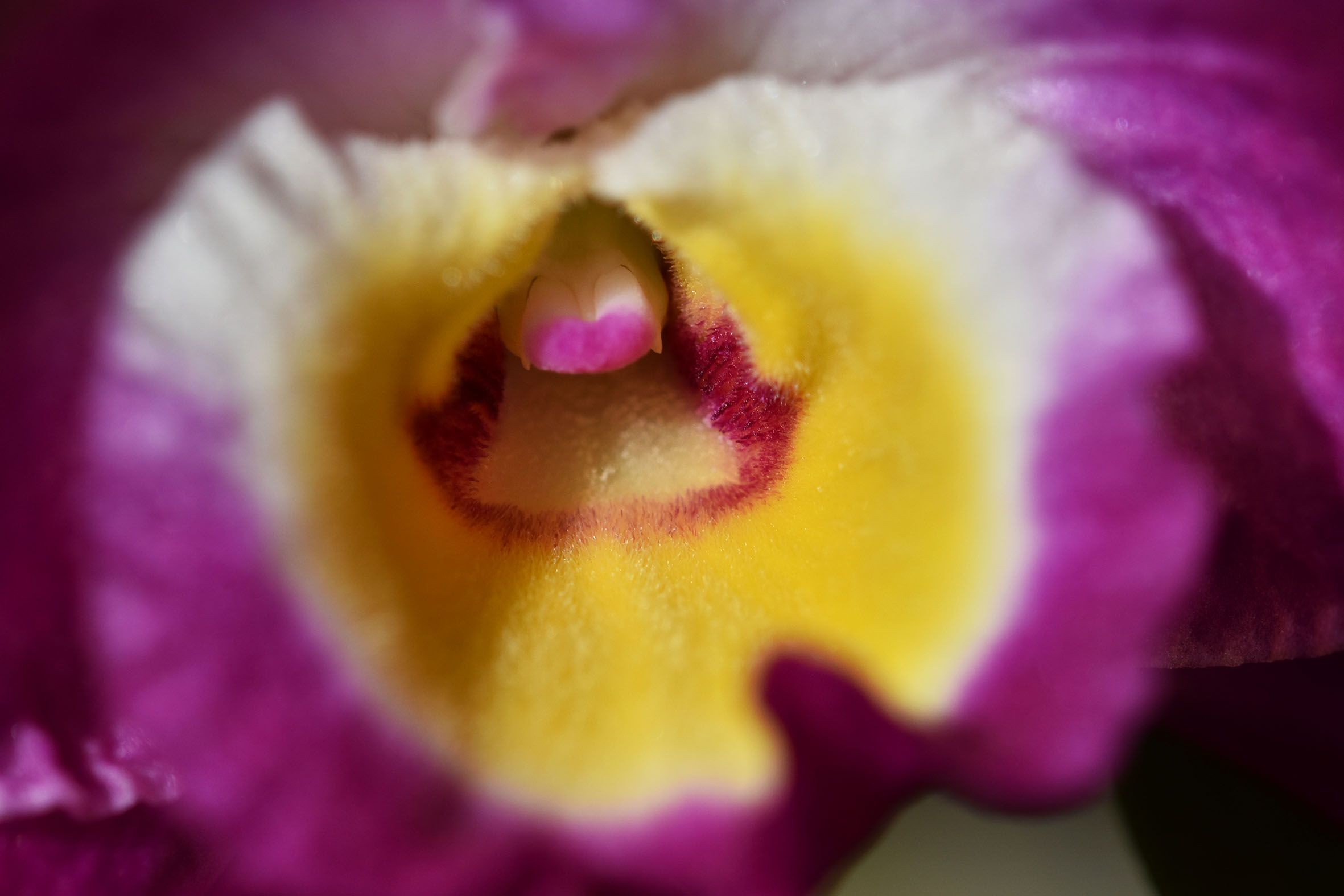 Dendrobium nobile comet king akatsuki 2023 3.jpg