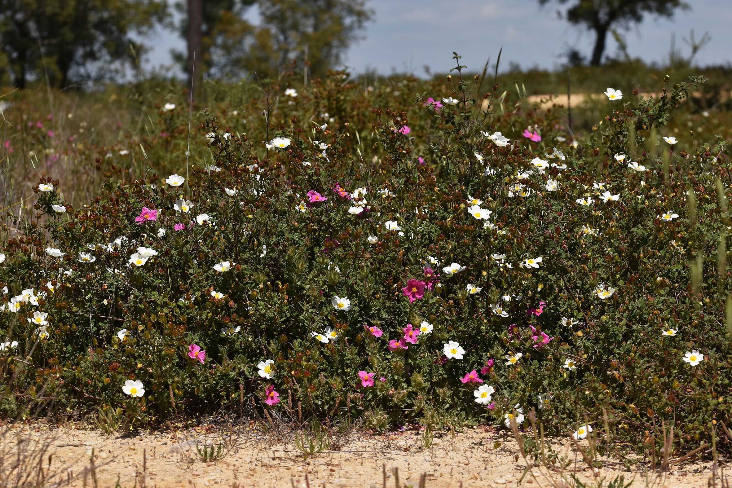 Cistus crispus pink rockrose 3.jpg