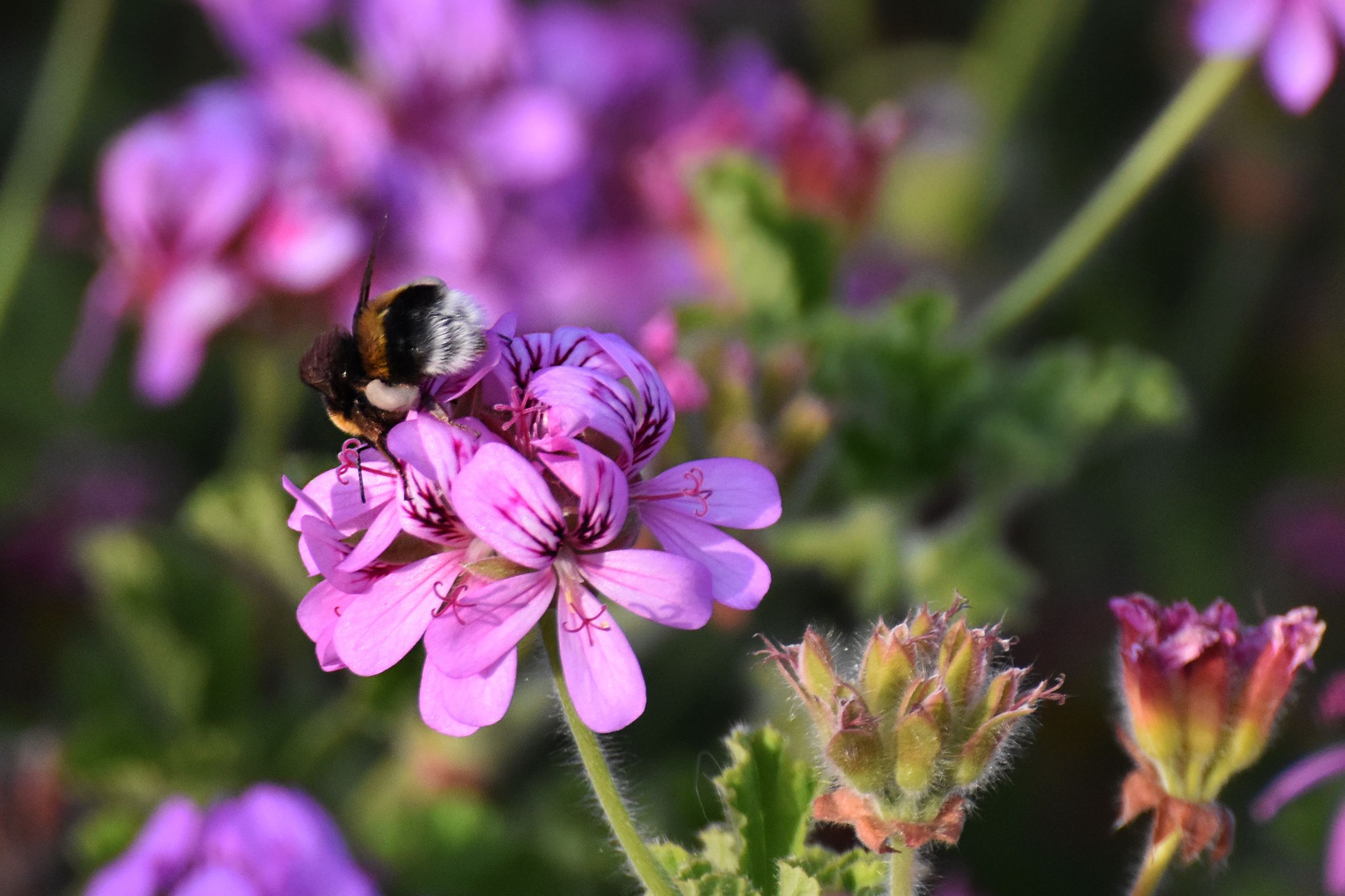 Bumblebee pelargonium 13.jpg