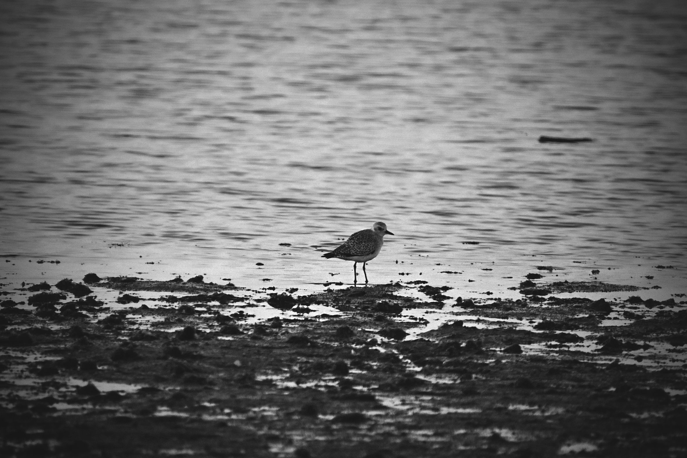 Ruddy turnstone beach bw 4.jpg