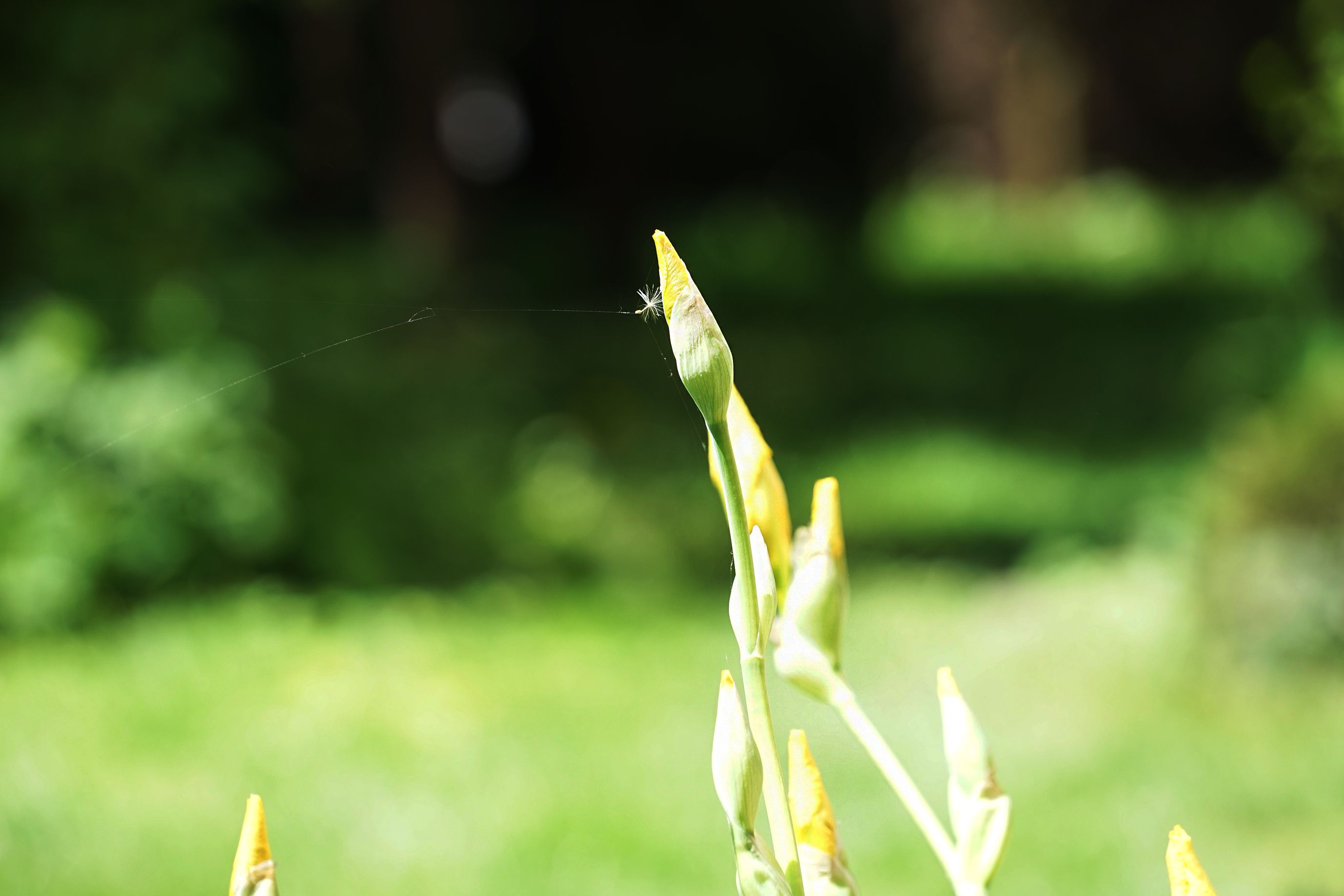 garden sony 200 3.jpg