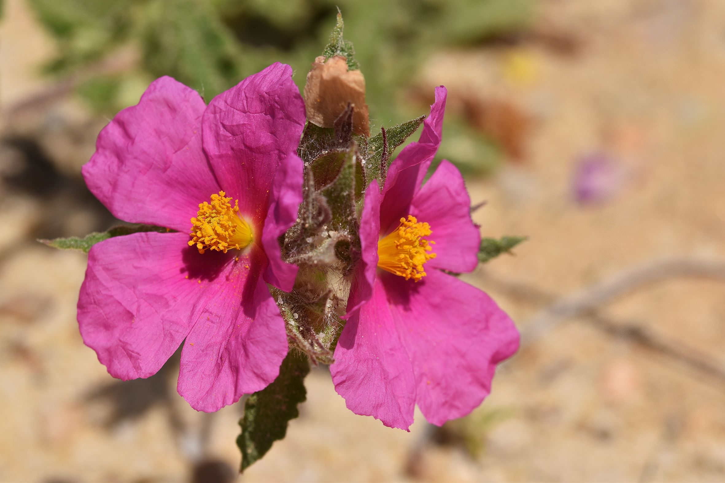 Cistus crispus pink rockrose 7.jpg