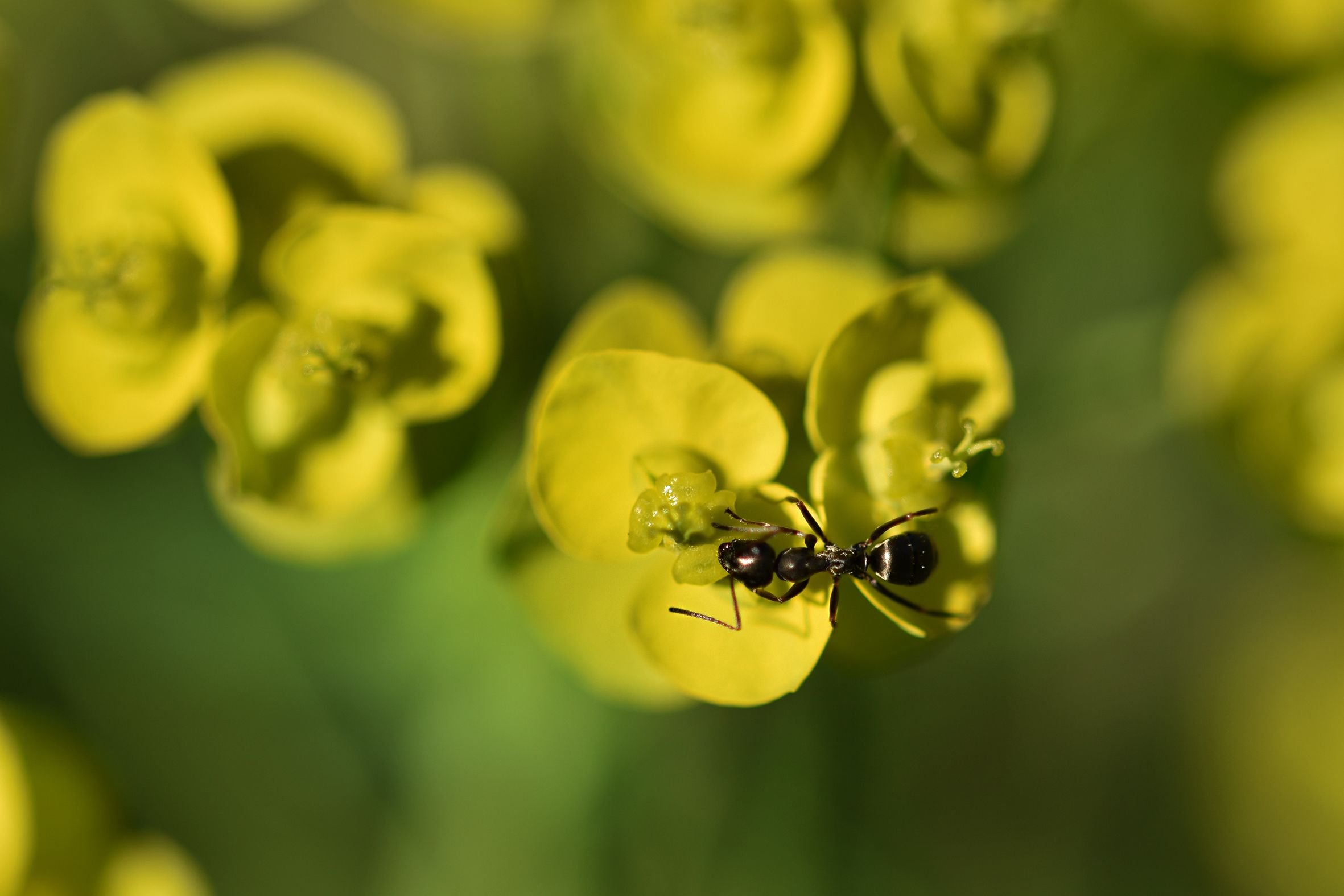 Euphorbia flowers pl 3.jpg