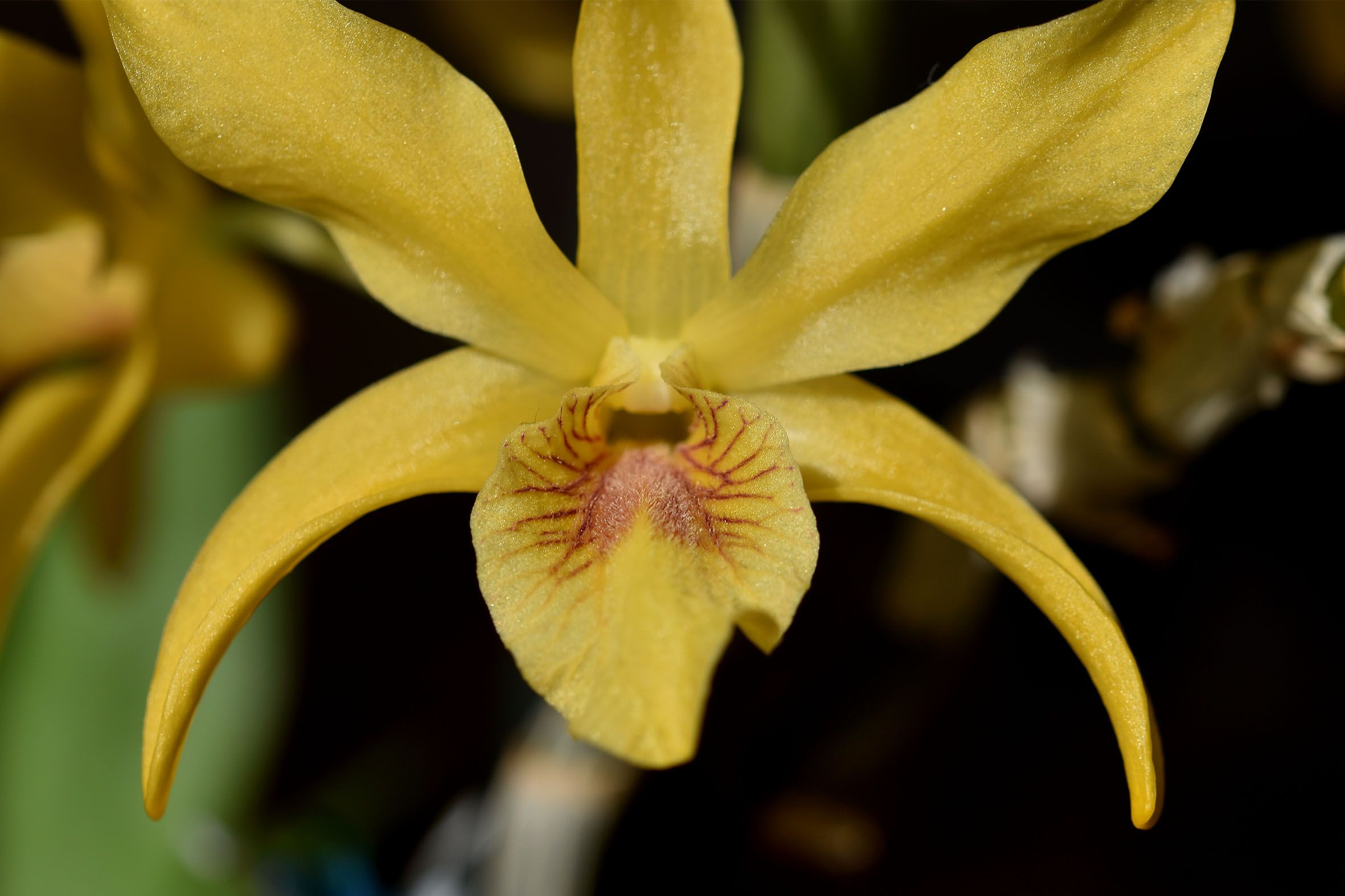 Dendrobium stardust chiyomi 2023 4.jpg