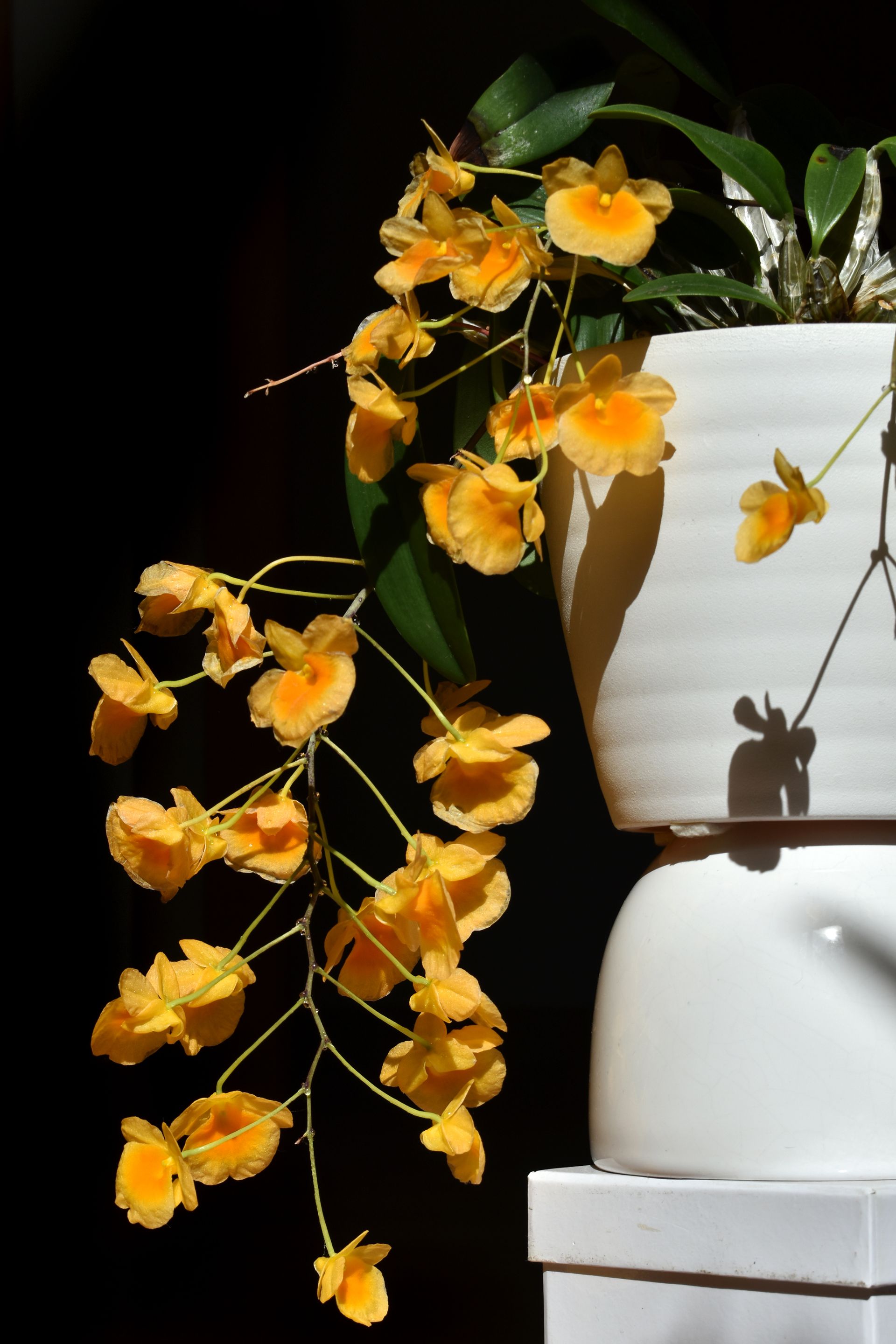 Dendrobium jenkinsii x aggregatum flower 2022 1.jpg