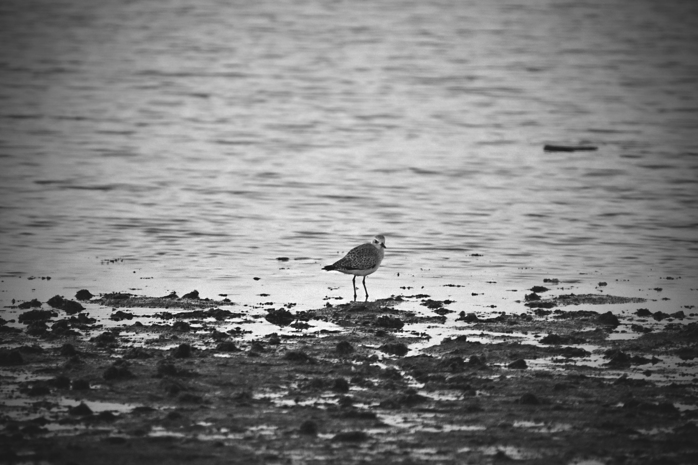 Ruddy turnstone beach bw 3.jpg