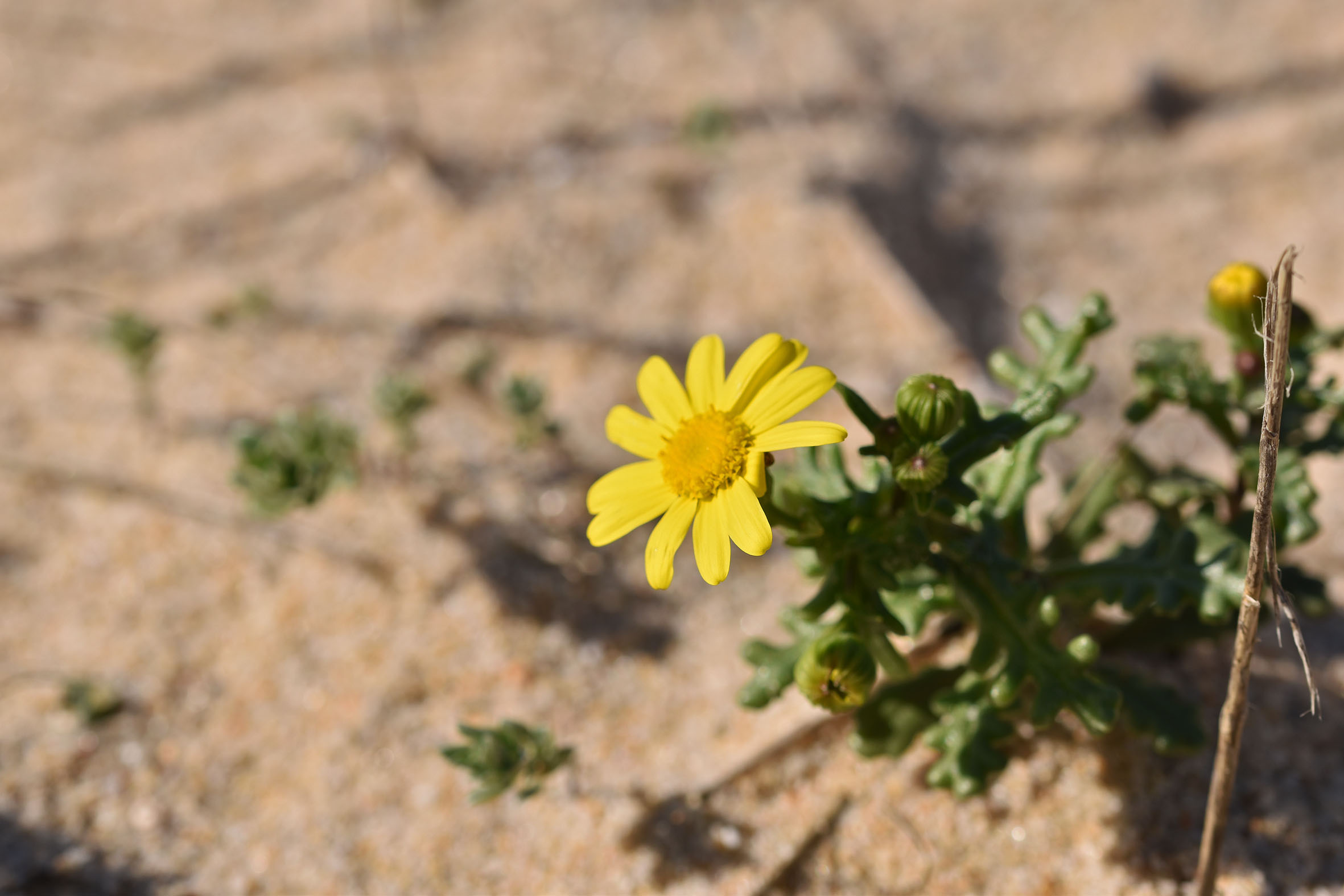 beach plant 4.jpg