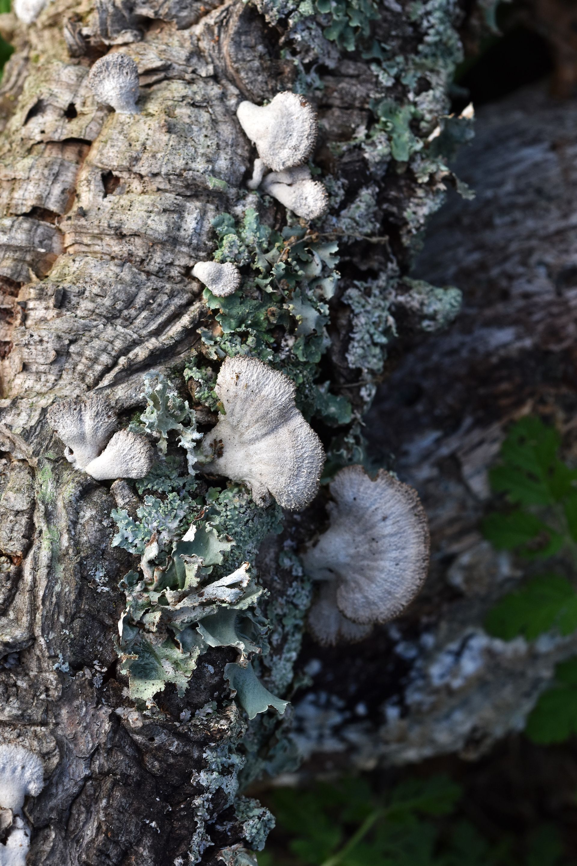cork branch mushrooms 9.jpg