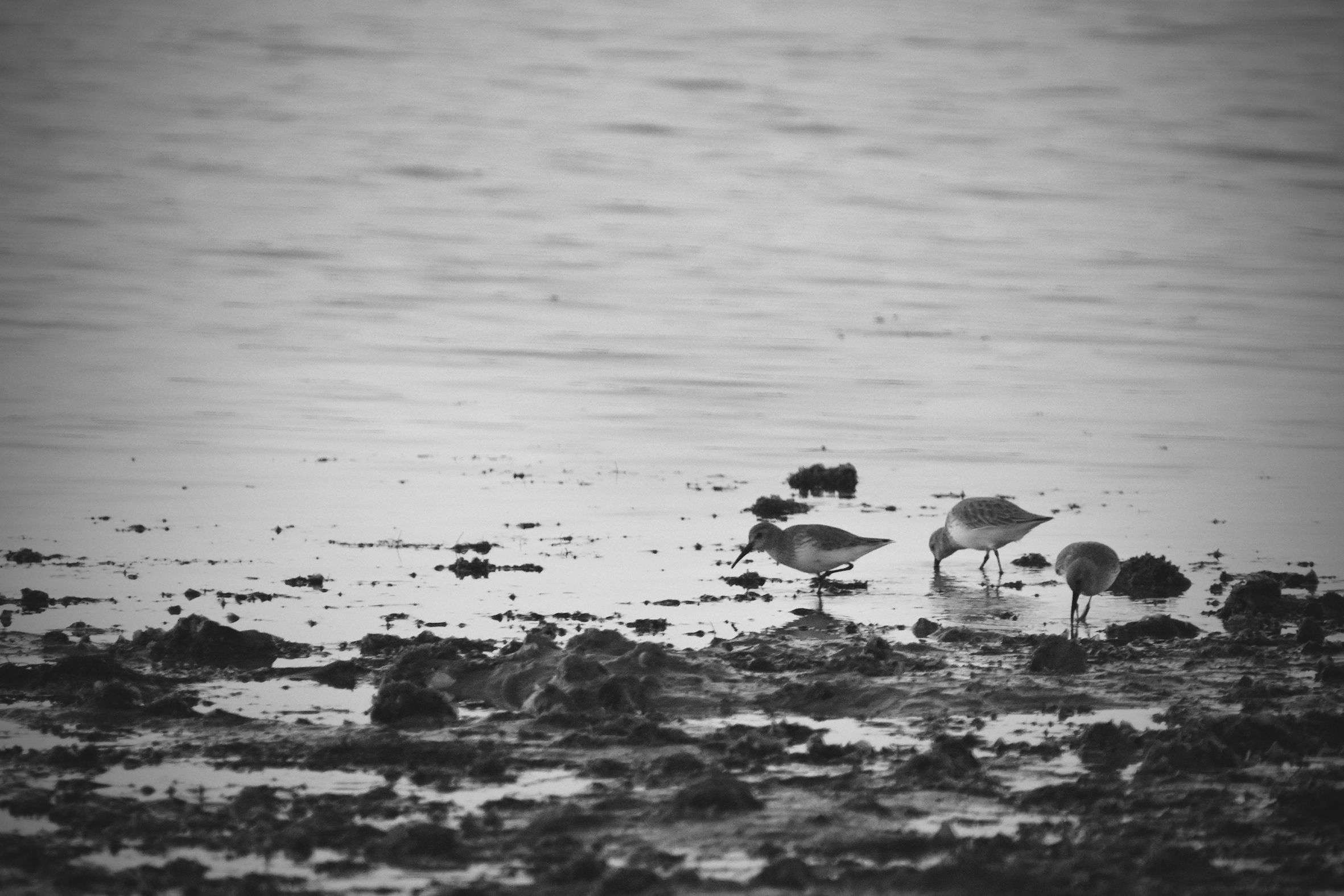 Ruddy turnstone beach bw 2.jpg
