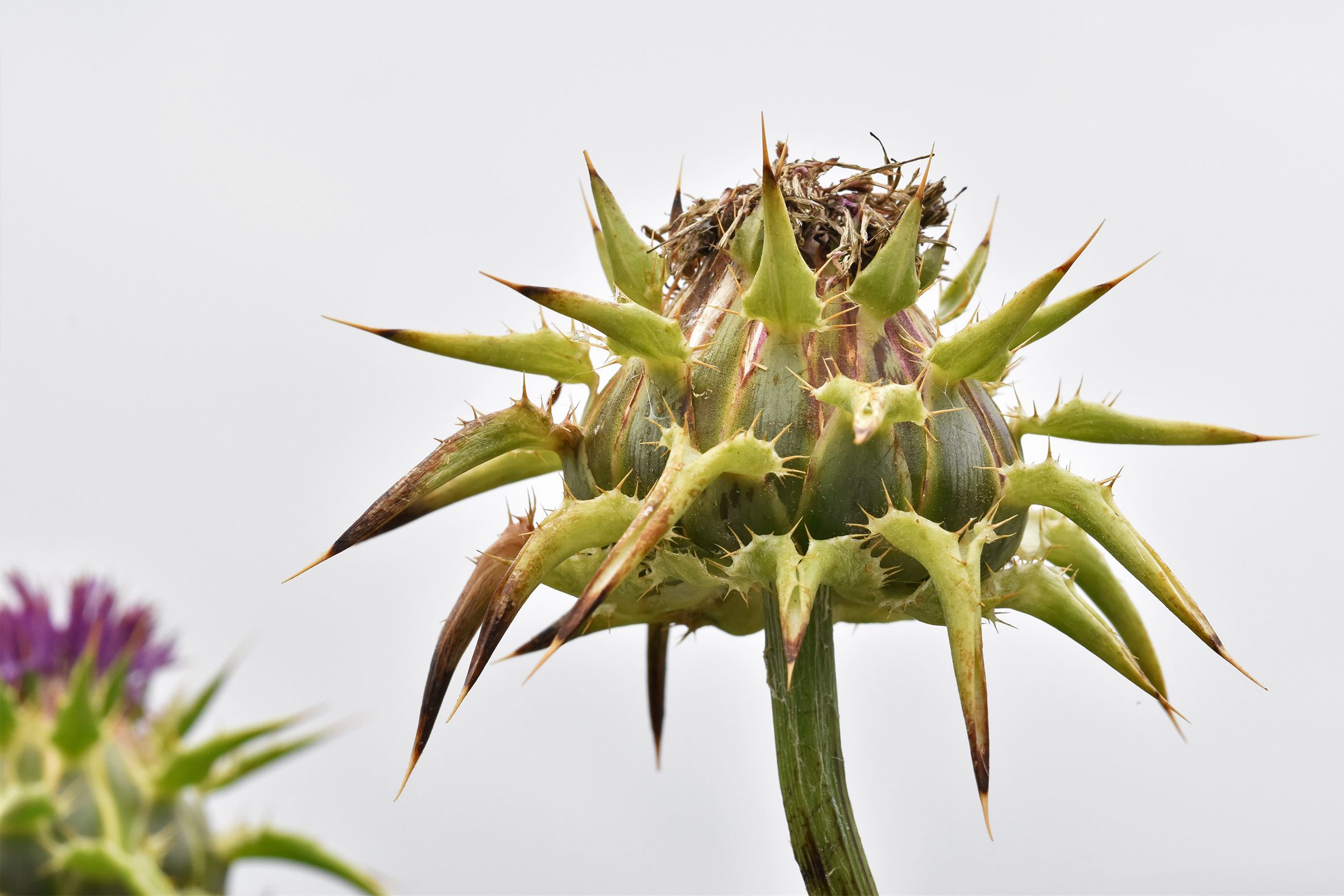 Silybum marianum milk thistle purple 4.jpg
