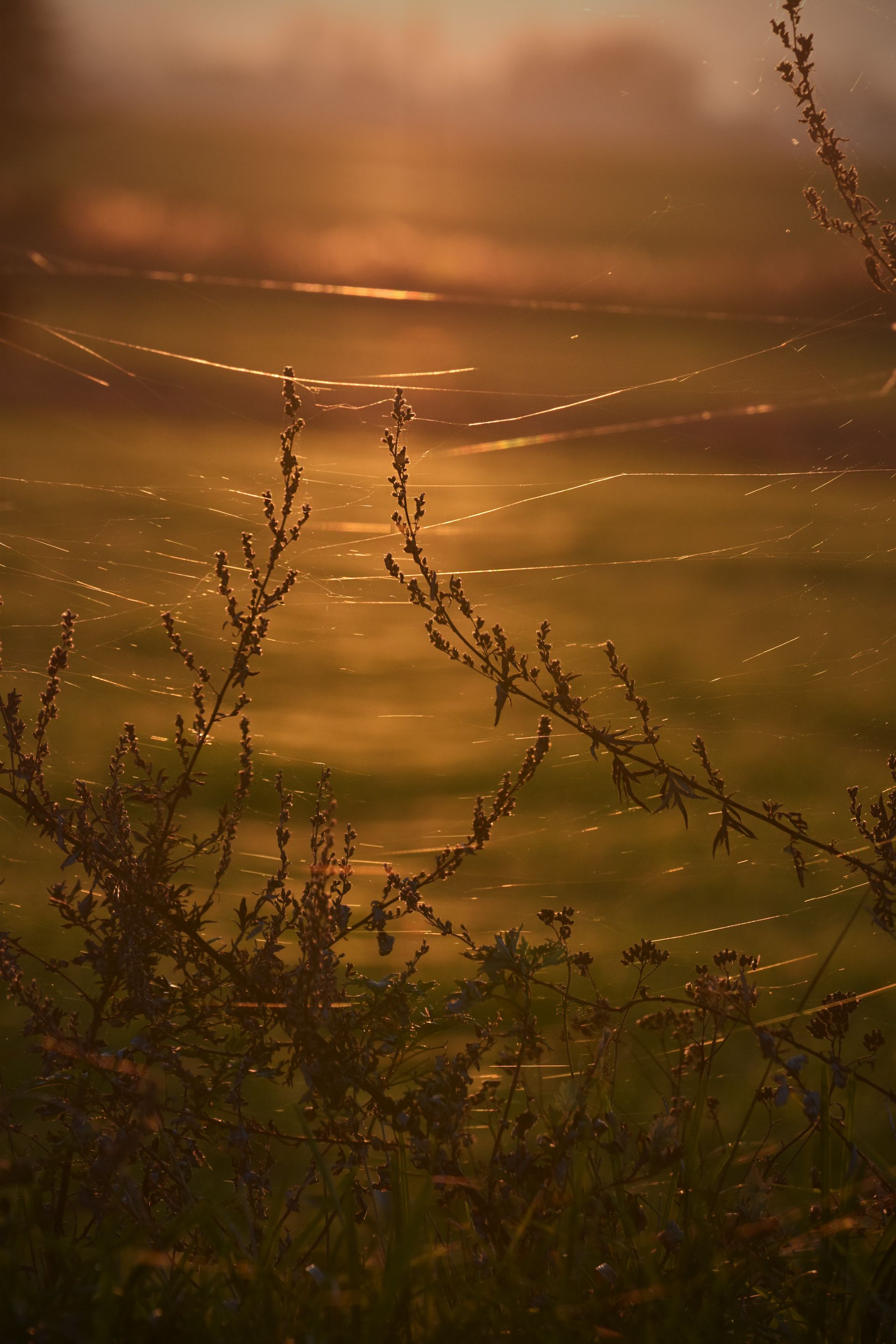 sunset autumn webs 1.jpg
