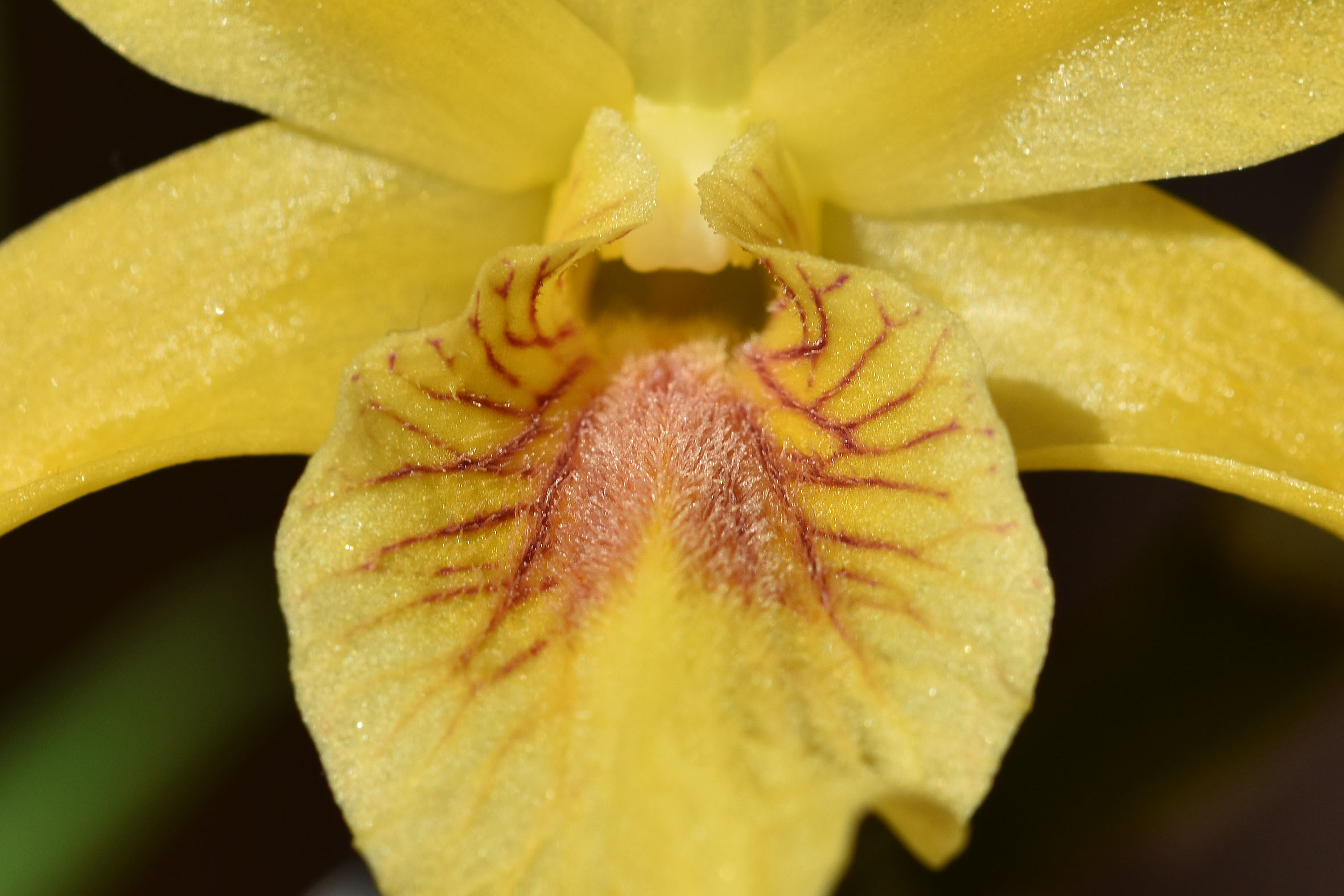 Dendrobium stardust chiyomi 2023 5.jpg